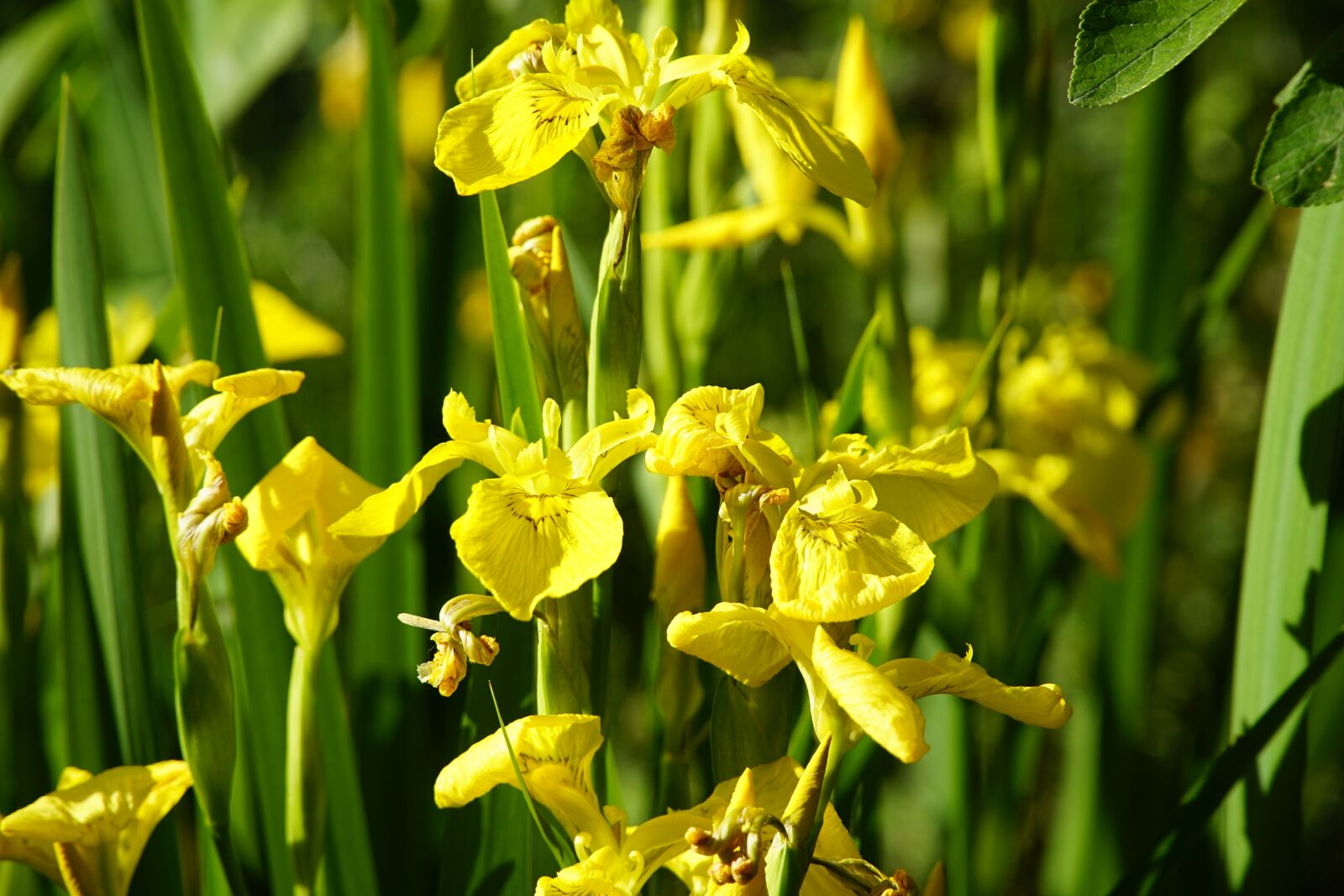 Sony a7R II + Sony E PZ 18-105mm F4 G OSS sample photo. Iris, sword, lily photography