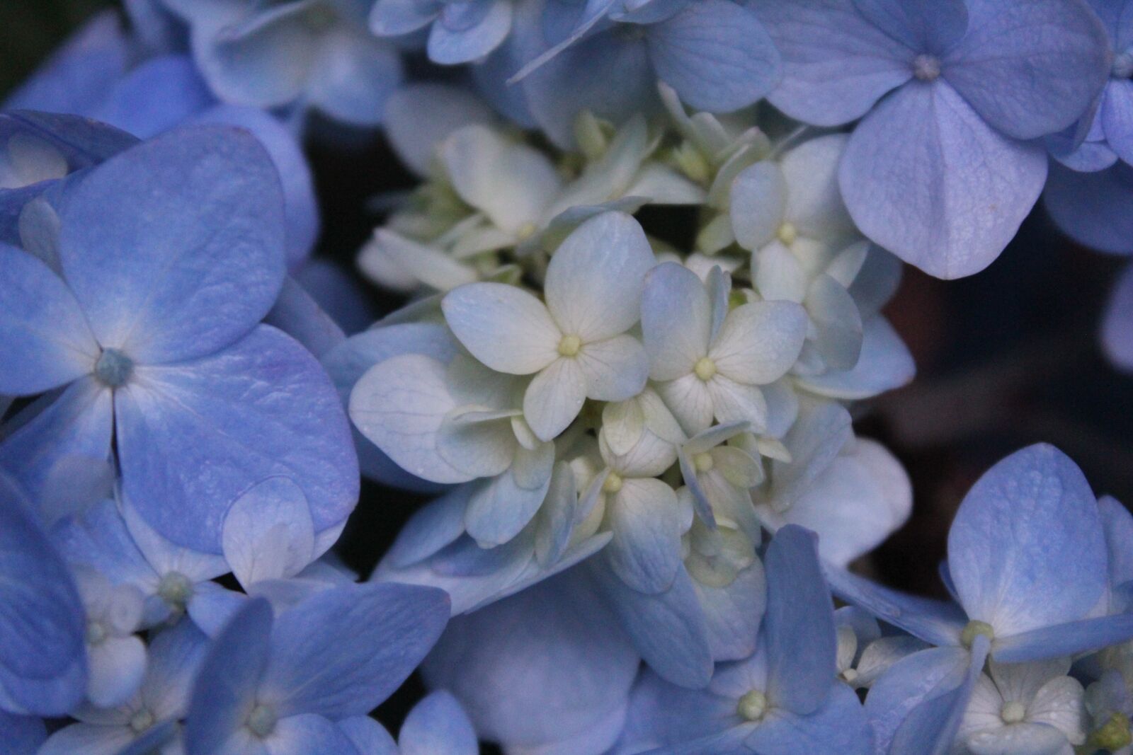 Canon EOS 1200D (EOS Rebel T5 / EOS Kiss X70 / EOS Hi) sample photo. Flowers, nature, leaves photography