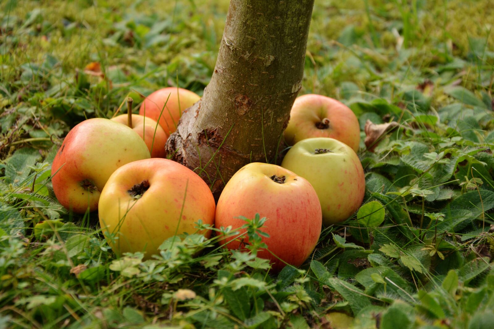 Nikon D5200 sample photo. Apple, goldparmäne, fruit photography