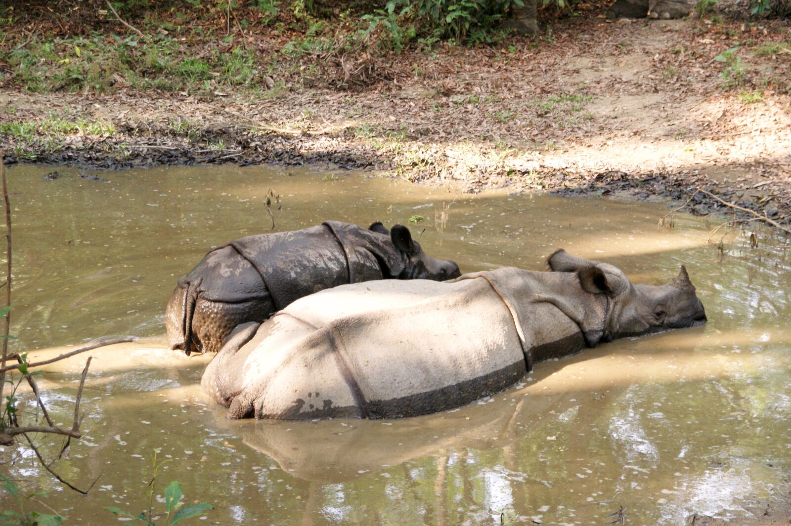 Sony Alpha DSLR-A350 sample photo. Rhino, chitwan, nepal photography