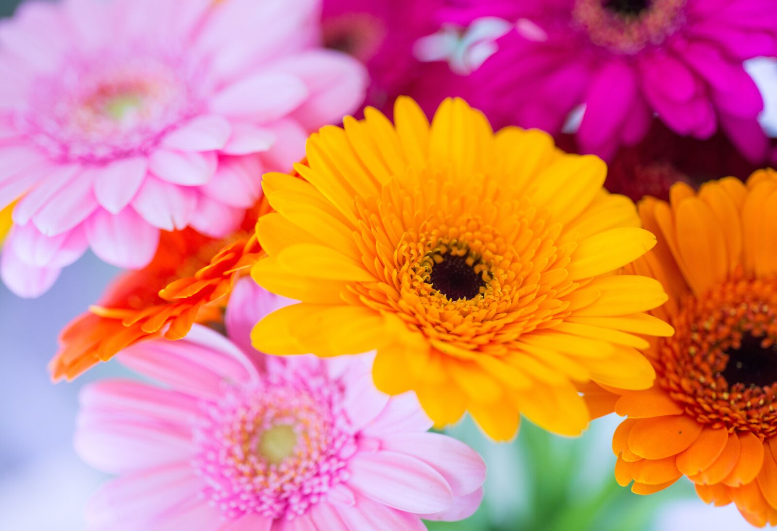 Nikon D610 sample photo. Germini, flower, colorful photography