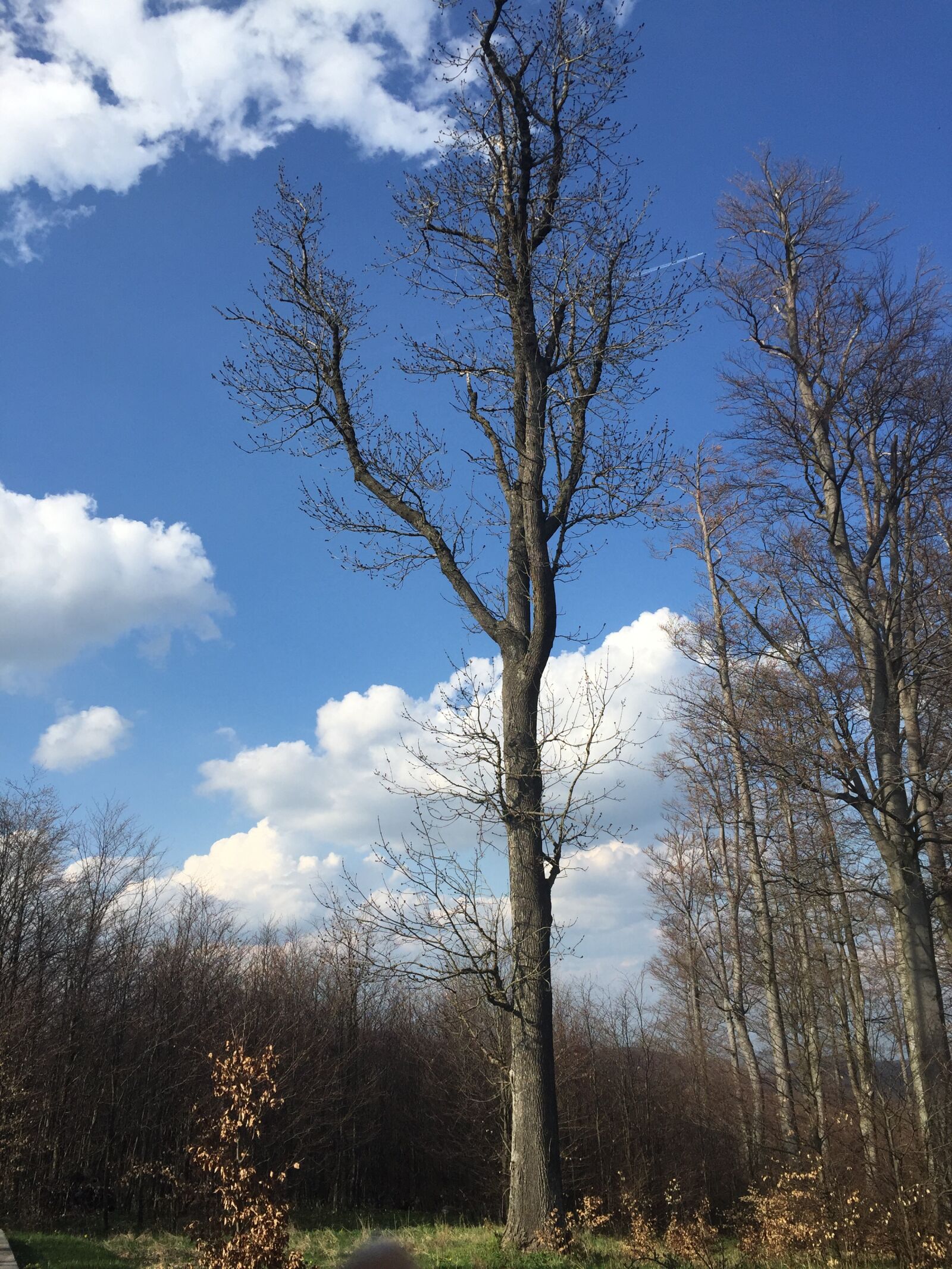 iPhone 6 back camera 4.15mm f/2.2 sample photo. Spring, wood, sky photography