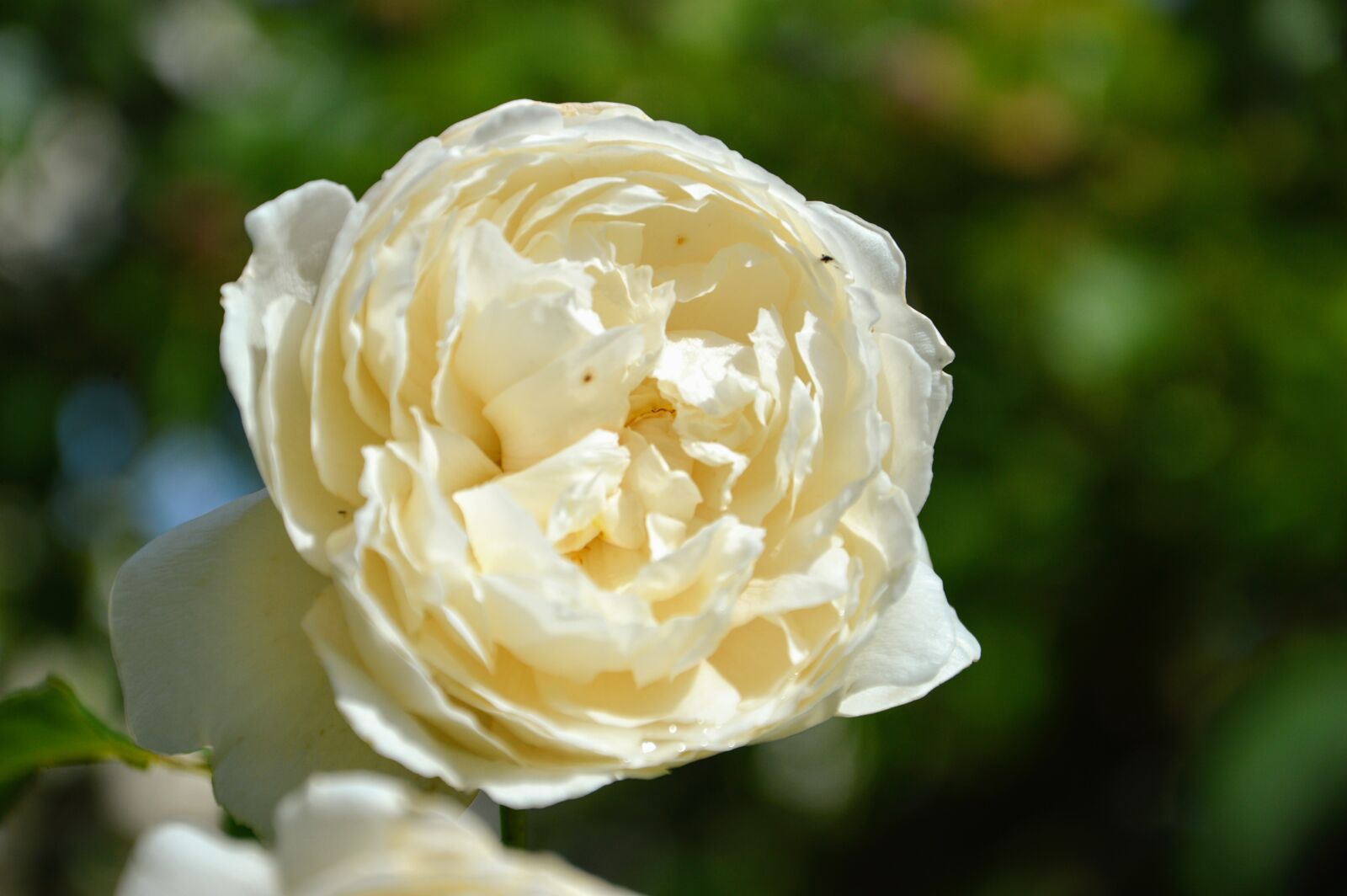 Nikon D3200 sample photo. Rosa, bianca, flower photography