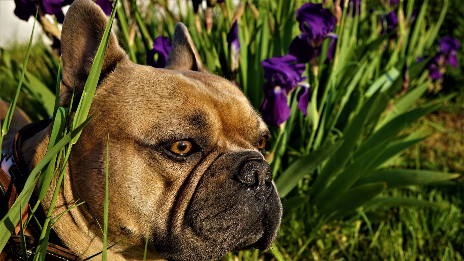Sony a6000 + Sony E 30mm F3.5 Macro sample photo. French bulldog, purple irises photography