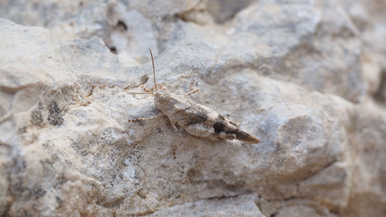 Olympus OM-D E-M1 + Olympus M.Zuiko Digital ED 12-40mm F2.8 Pro sample photo. Oedipoda caerulescens, grasshopper, insect photography