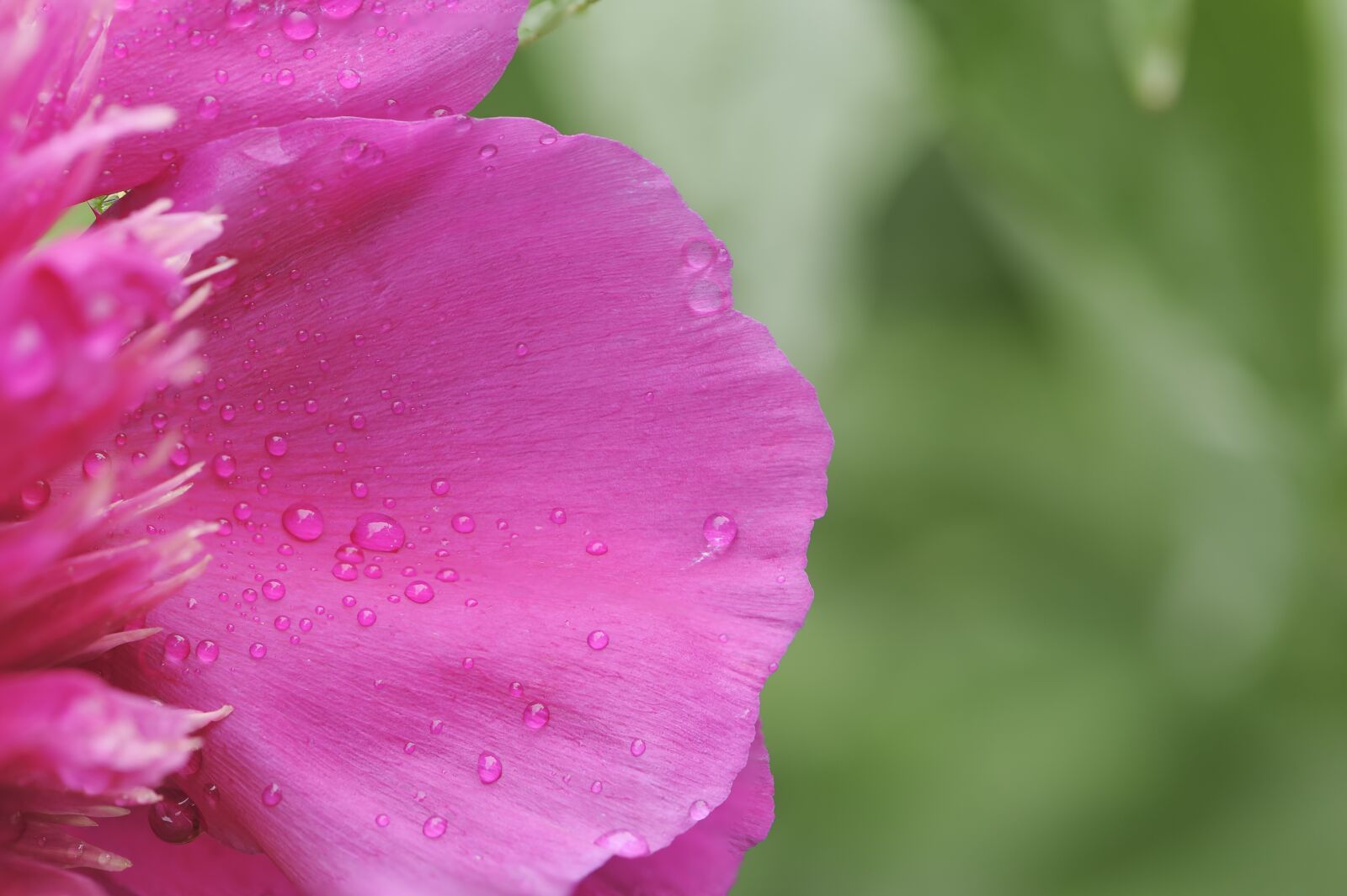 Nikon D700 sample photo. Peony, flower, spring photography