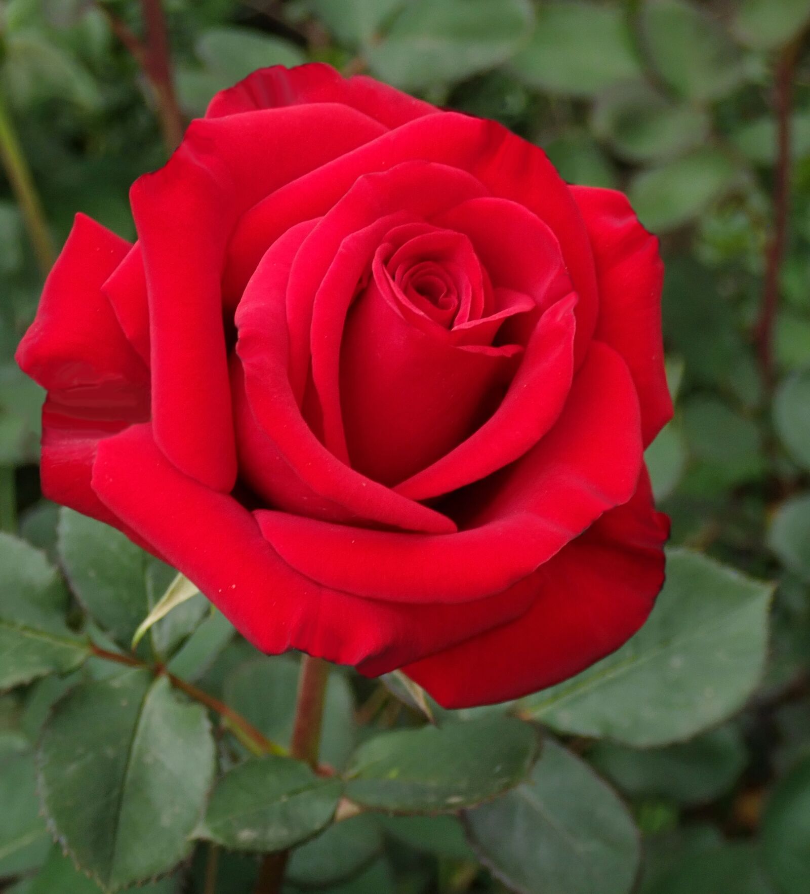 Olympus TG-5 sample photo. Rose, red, romantic photography