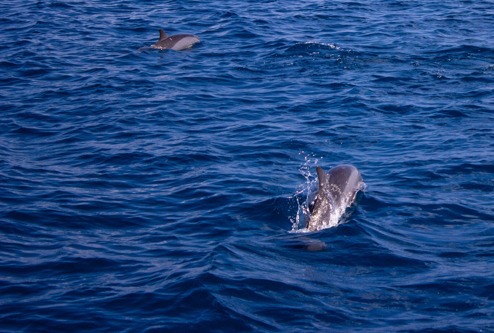 Canon EOS 600D (Rebel EOS T3i / EOS Kiss X5) sample photo. Dolphin, sea, water photography