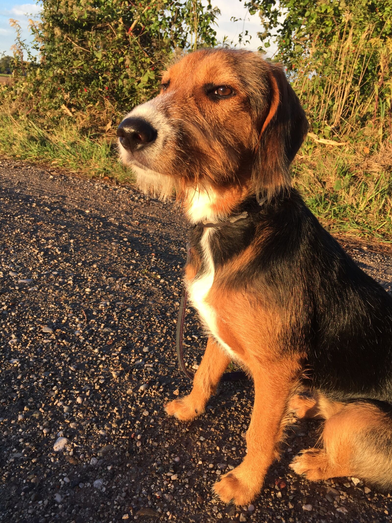 Apple iPhone 6 sample photo. Dog, evening sun, animal photography