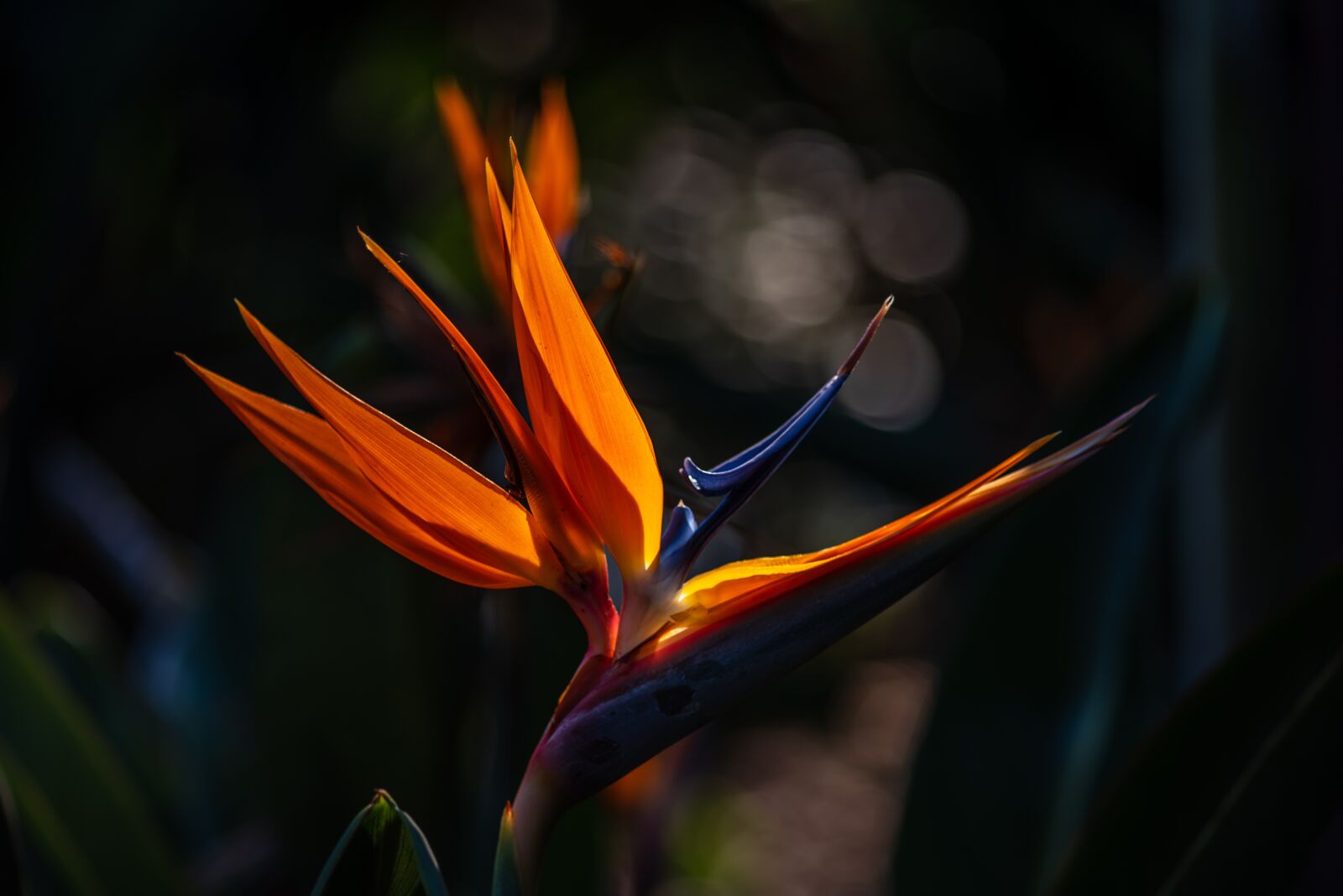 Nikon D750 sample photo. Bird, of, paradise photography