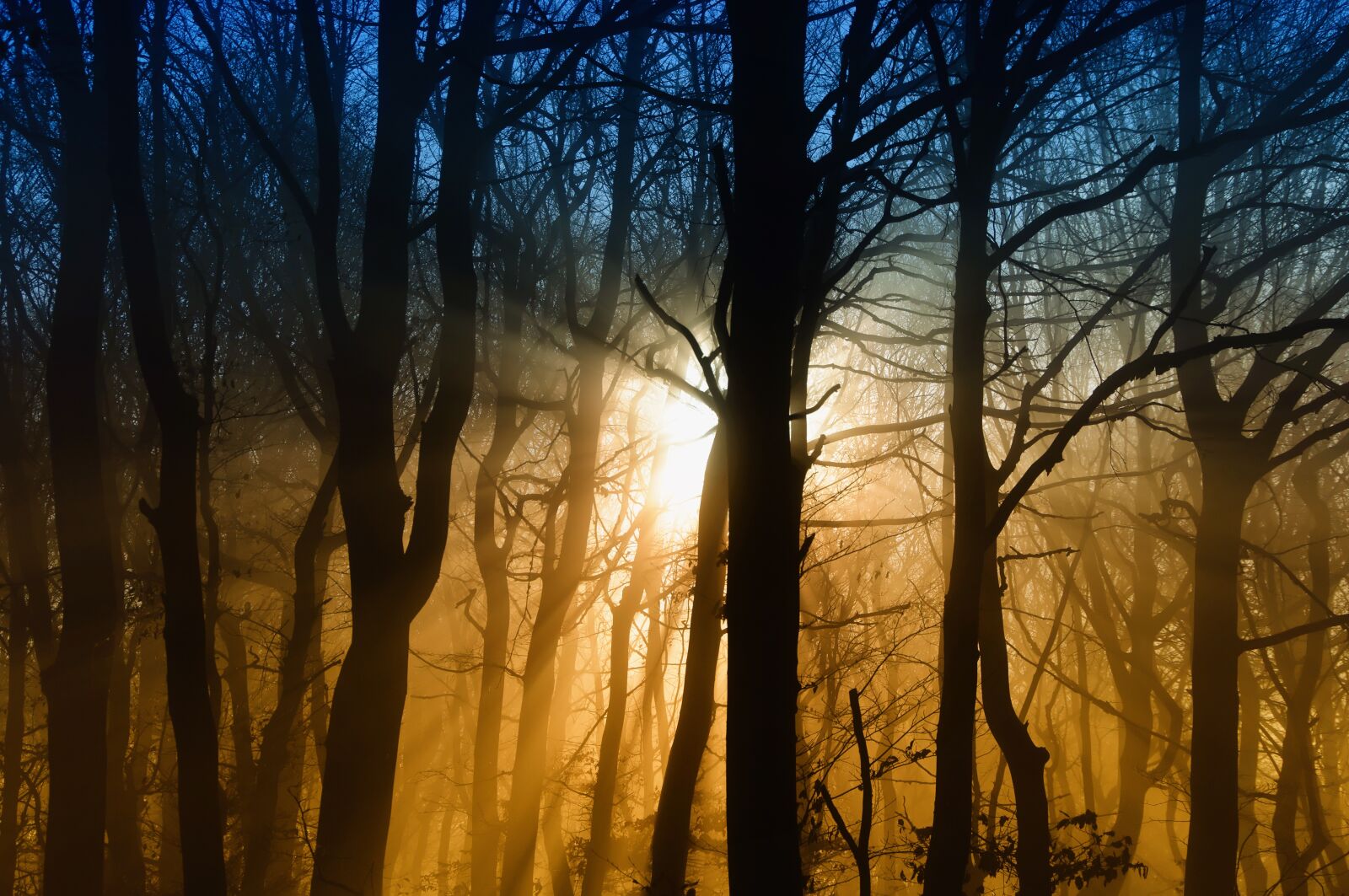 Nikon D90 sample photo. Ith, forest, fog photography