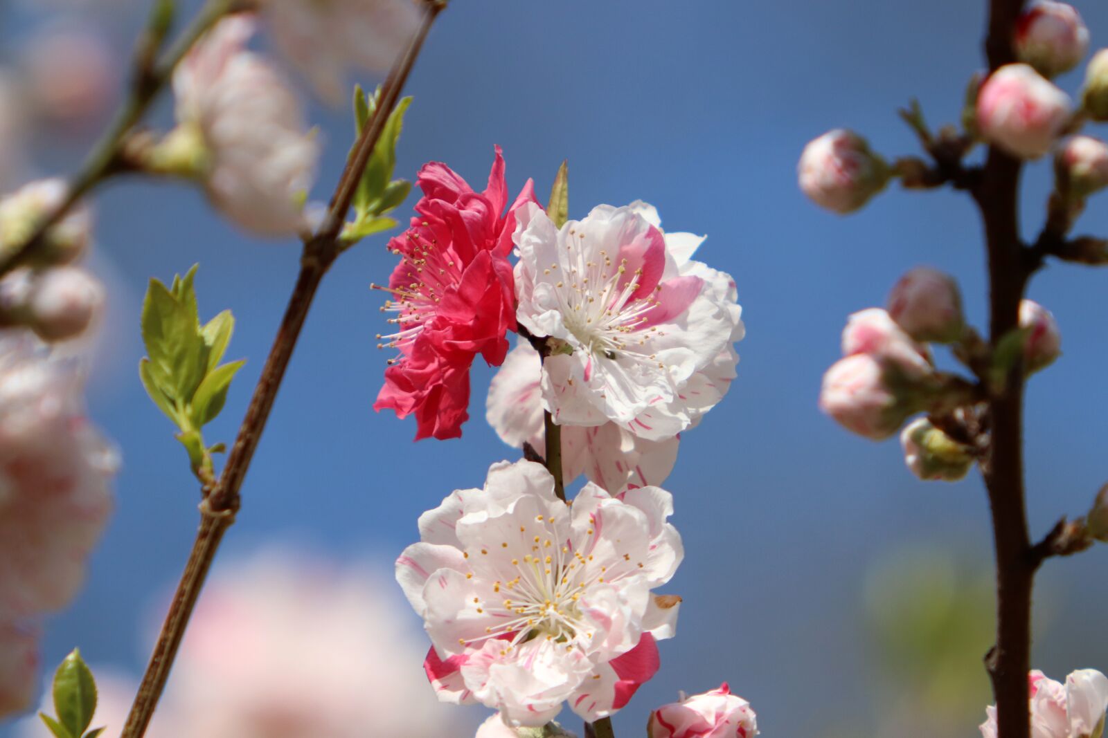 Canon EOS 800D (EOS Rebel T7i / EOS Kiss X9i) sample photo. Cherry blossom, fold cherry photography