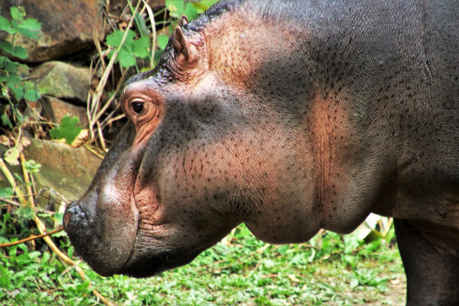 Canon EOS 80D sample photo. Hippo, animal, fat photography