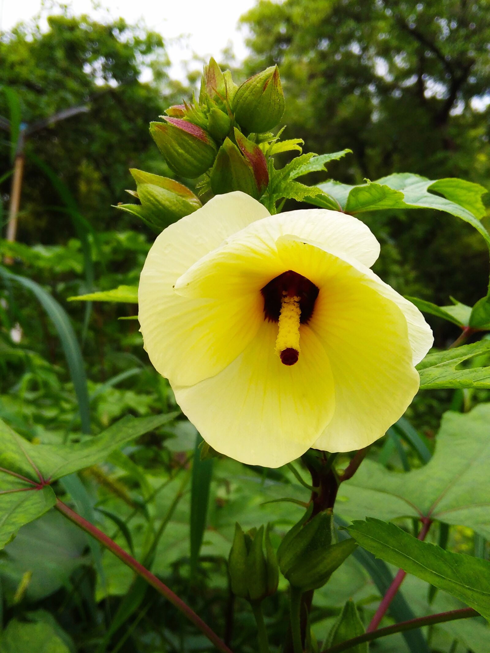 Xiaomi Redmi 8A Dual sample photo. Yellow flower, beautiful flowers photography