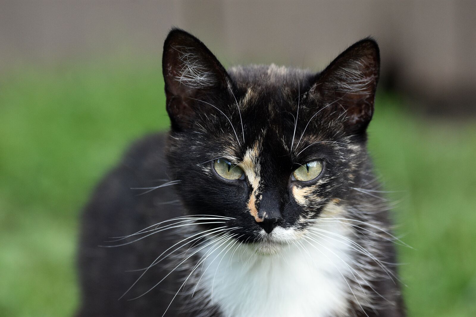 Nikon D3400 sample photo. Cat, cats, animals photography