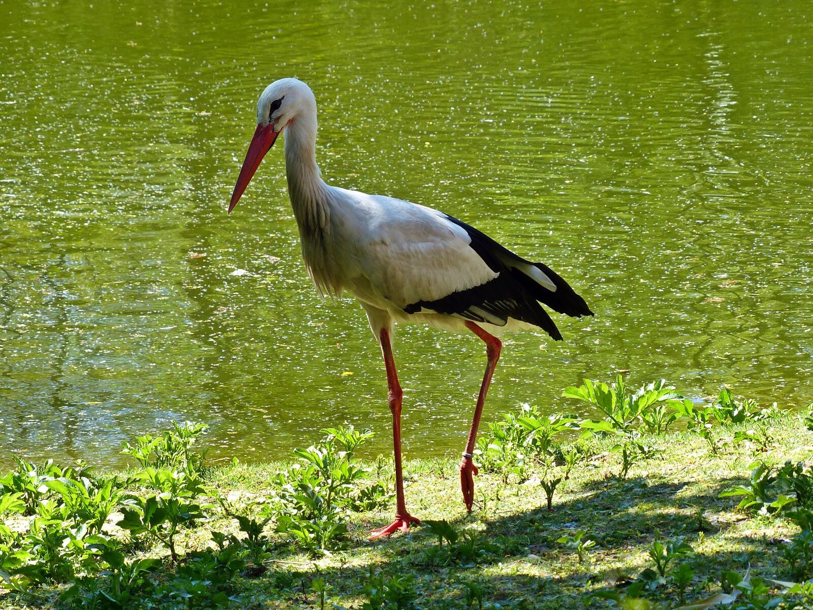 Panasonic Lumix DMC-FZ200 sample photo. Stork, bird, rattle stork photography