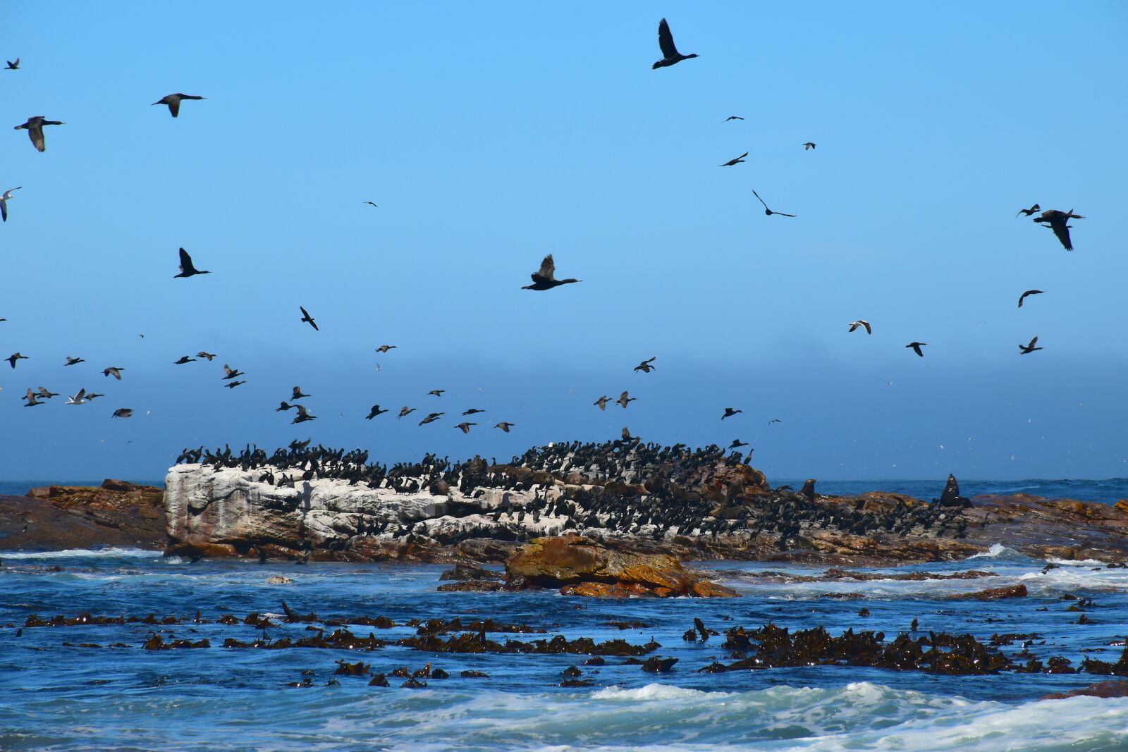 Nikon D5600 sample photo. Sea, birds, landscape photography