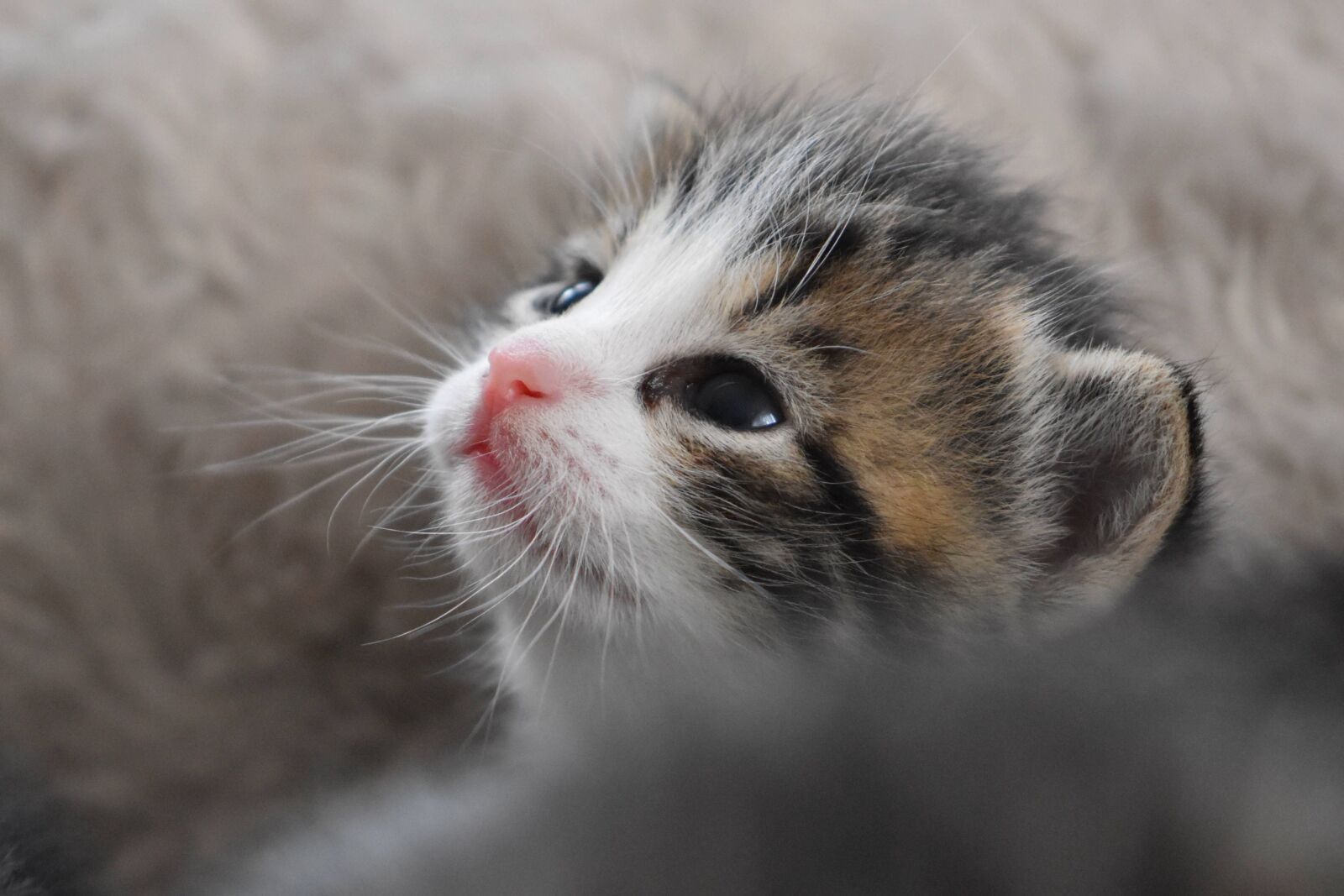Nikon D5600 sample photo. Cat baby, kitten, cat photography