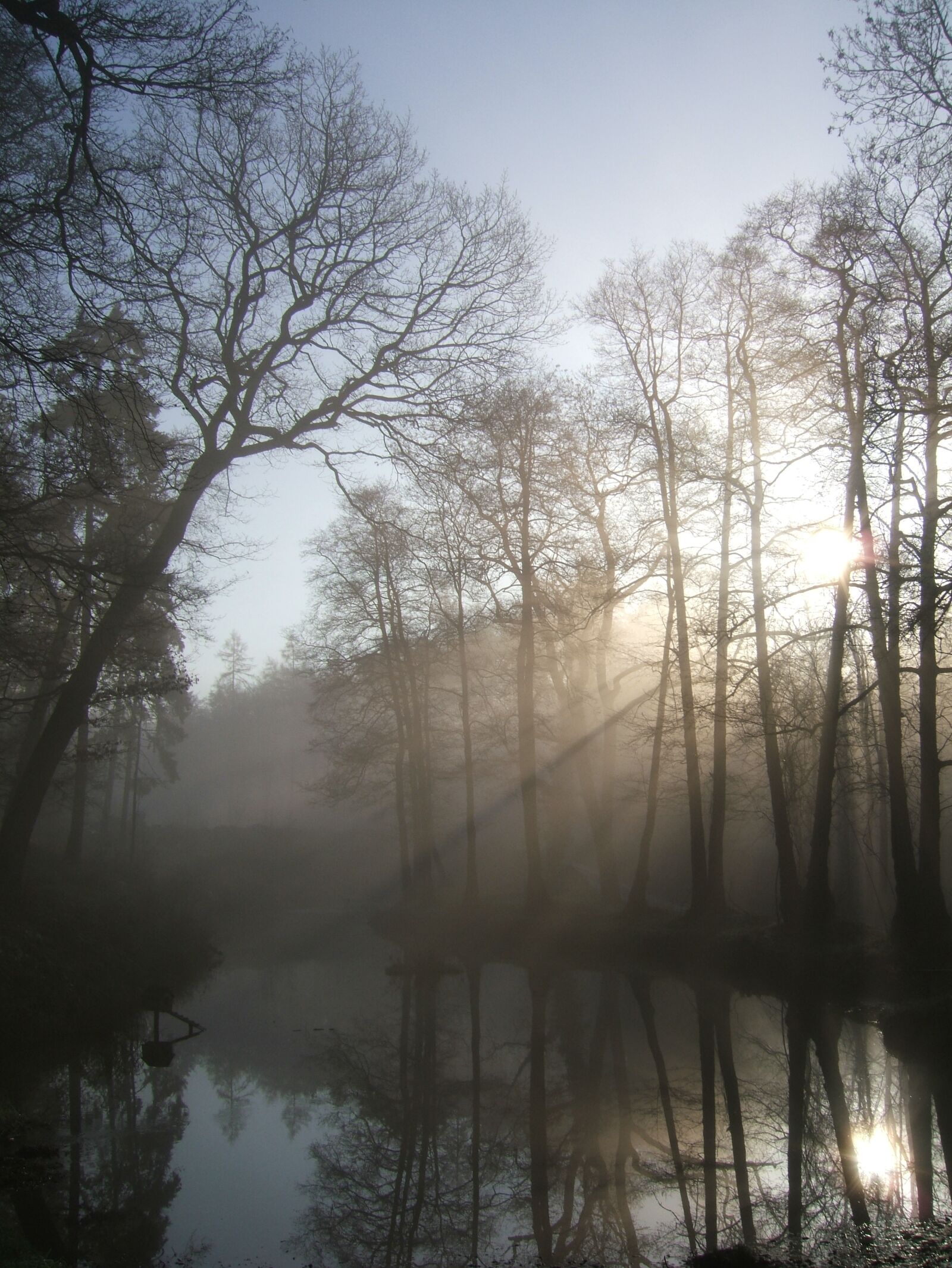 Fujifilm FinePix F810 sample photo. Morning, forest, haze photography
