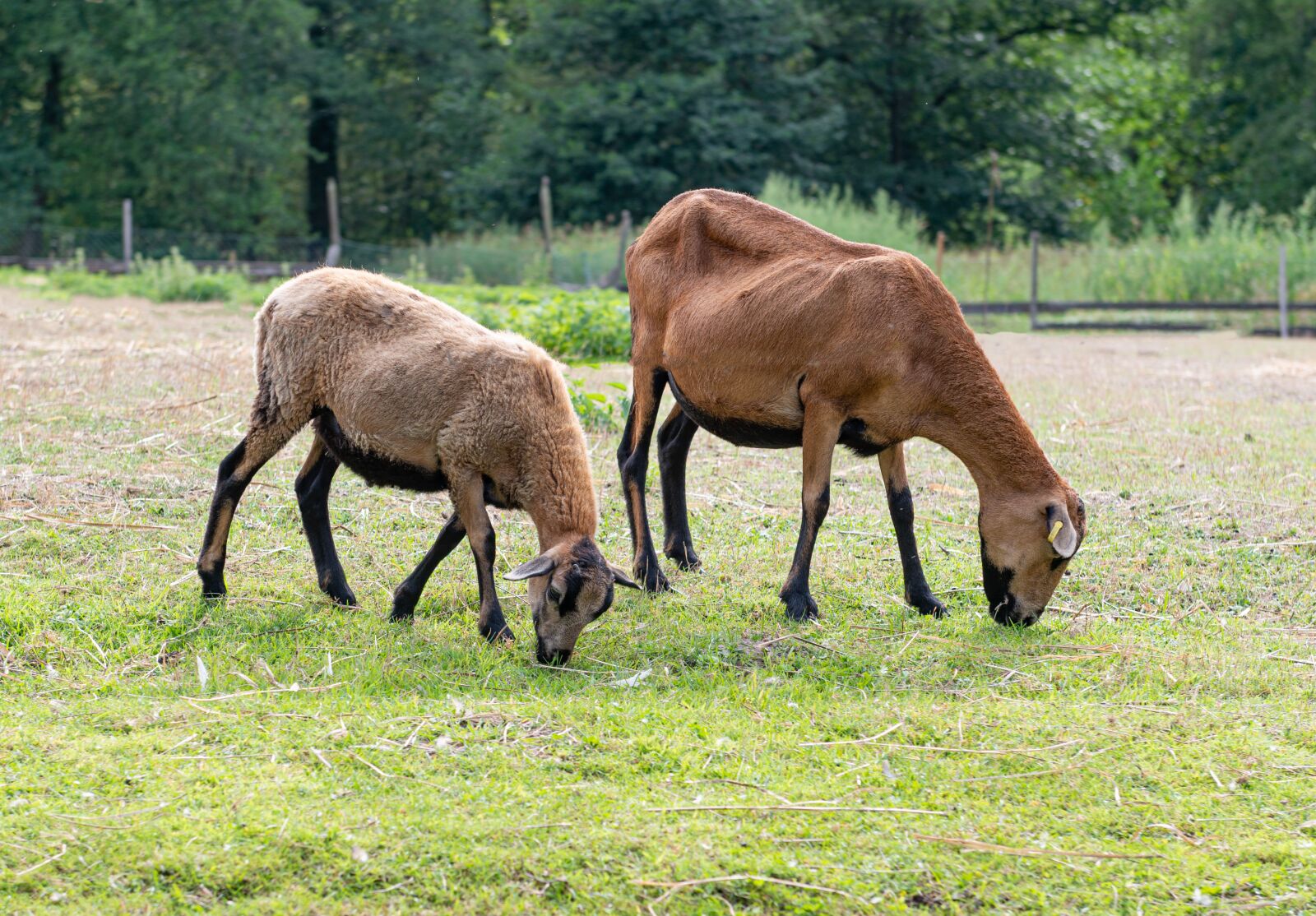 Nikon D800 sample photo. Sheep, lamb, pasture photography