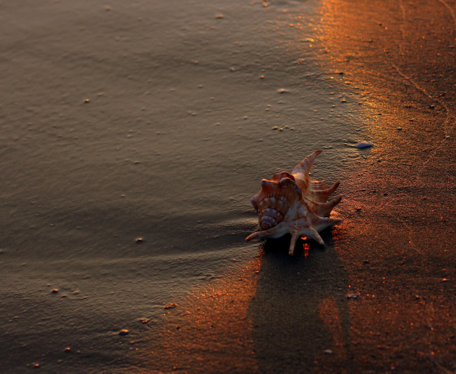 Canon EOS 700D (EOS Rebel T5i / EOS Kiss X7i) + Canon EF 85mm F1.8 USM sample photo. Clam, sand, waves photography