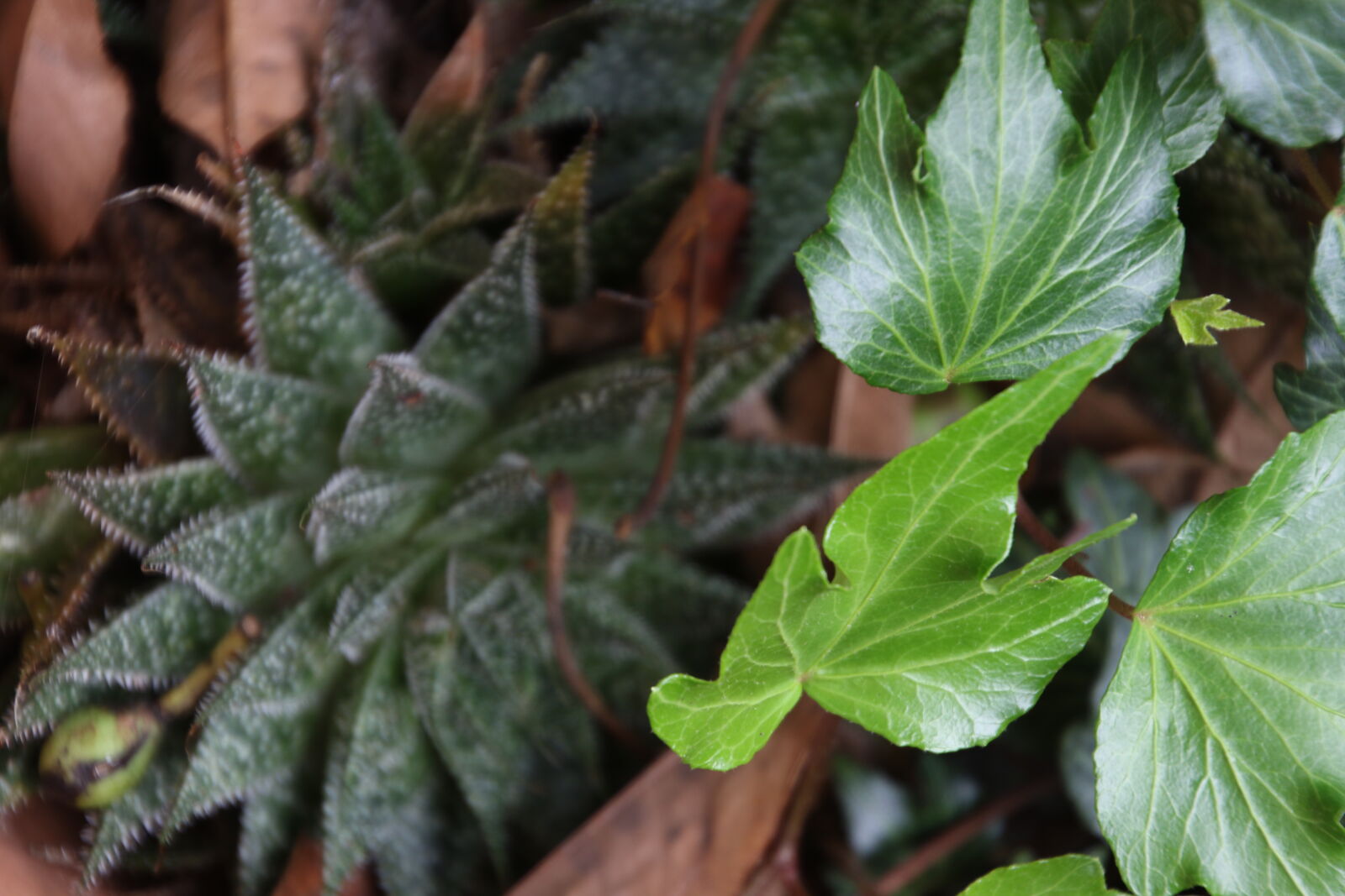 Canon EOS 7D Mark II sample photo. Garden, green, ivy, leaves photography