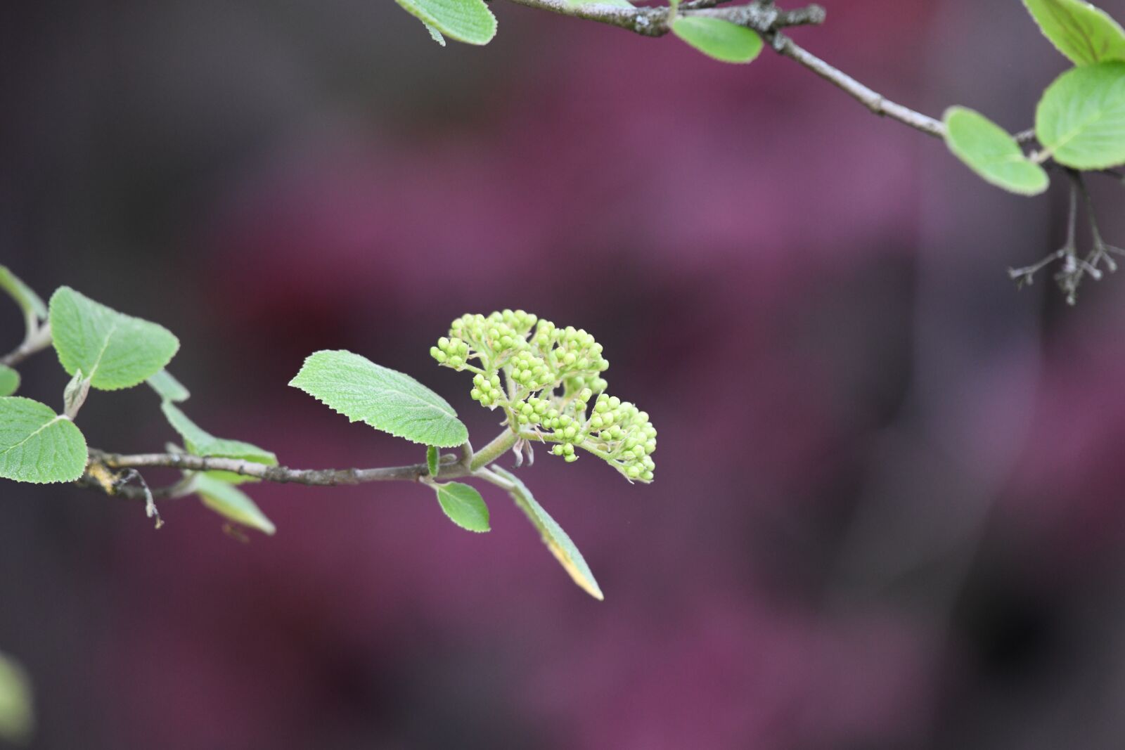 Nikon D850 sample photo. Flower, grass, nature photography