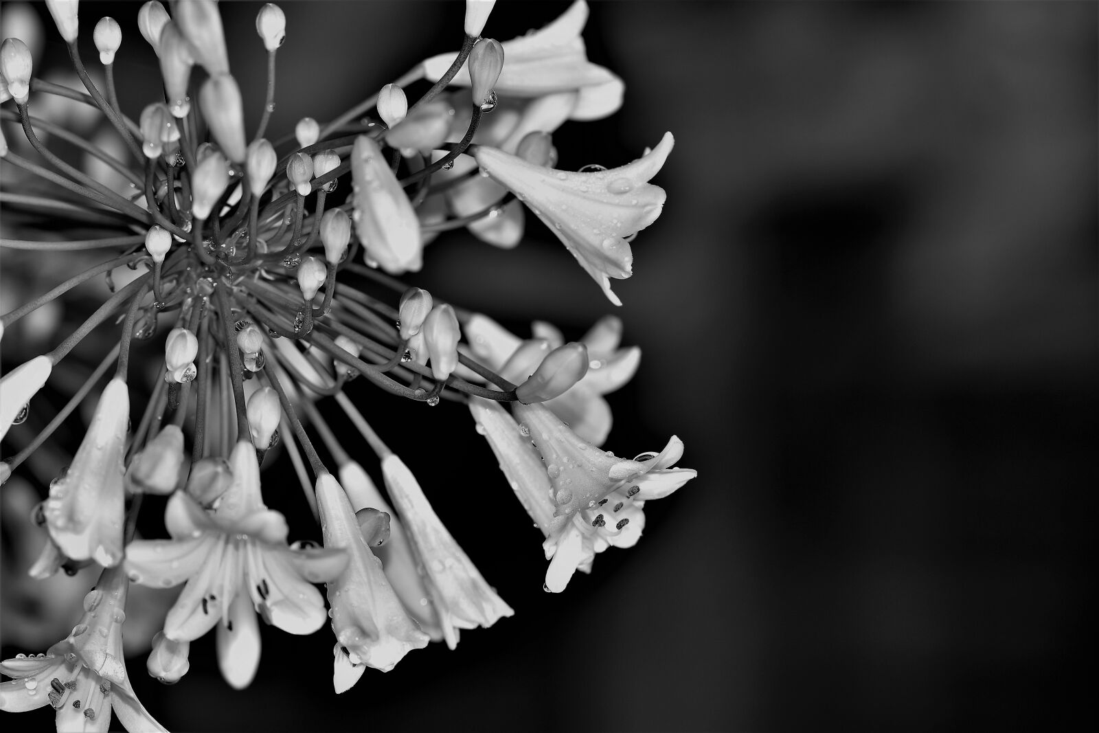 Nikon D5500 sample photo. Agapanthus, black and white photography