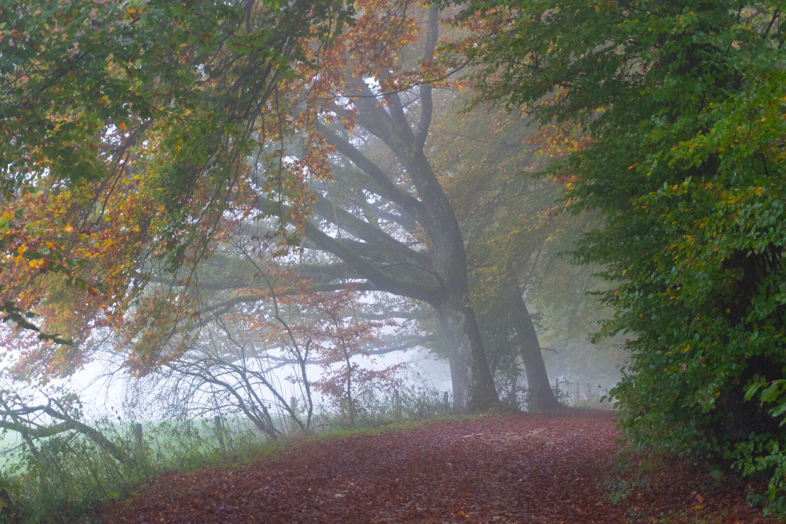 Sony a6500 sample photo. Trees, fog, autumn photography