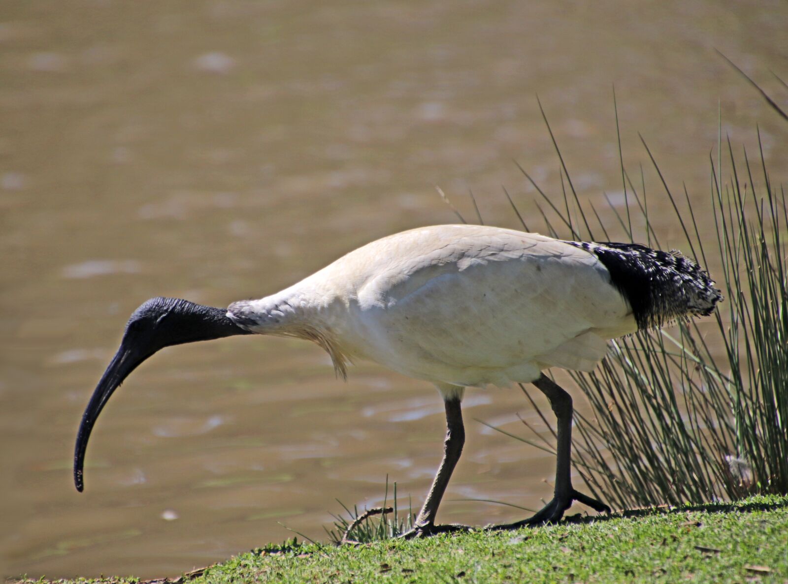 Canon EOS 800D (EOS Rebel T7i / EOS Kiss X9i) sample photo. Bird, ibis, wildlife photography