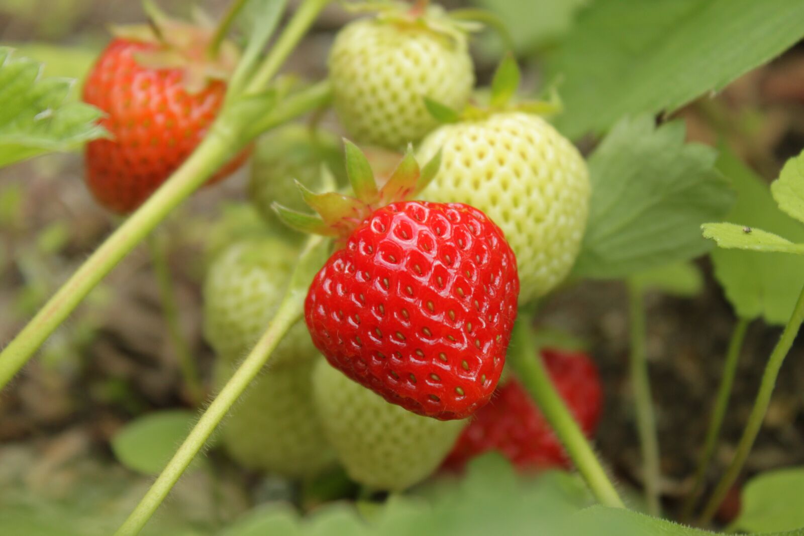 Canon EOS 500D (EOS Rebel T1i / EOS Kiss X3) sample photo. Strawberry, strawberries, berry photography