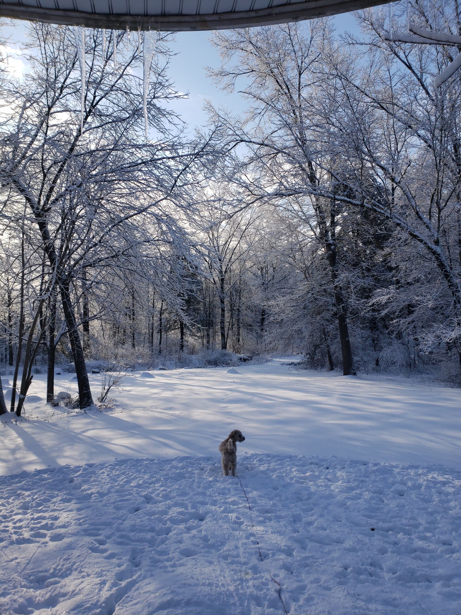 Samsung Galaxy S9+ sample photo. Winter, dog, woods photography