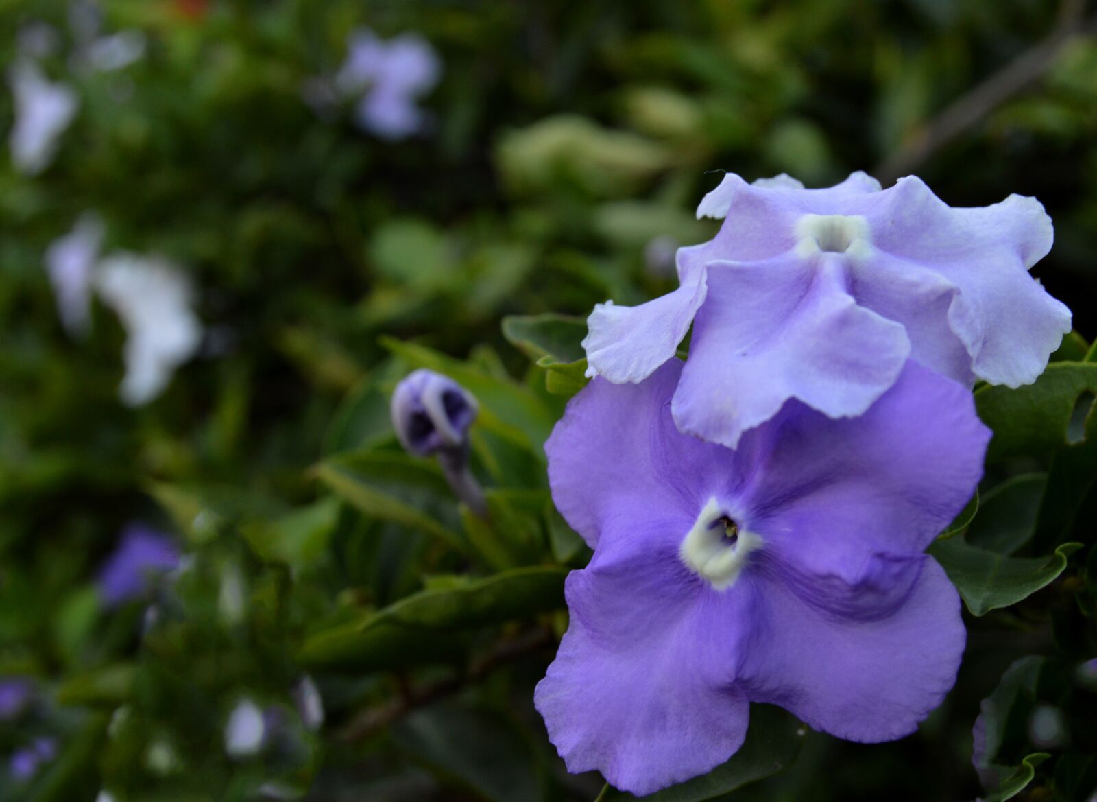 Nikon D3200 sample photo. Flower, blue flower, floral photography