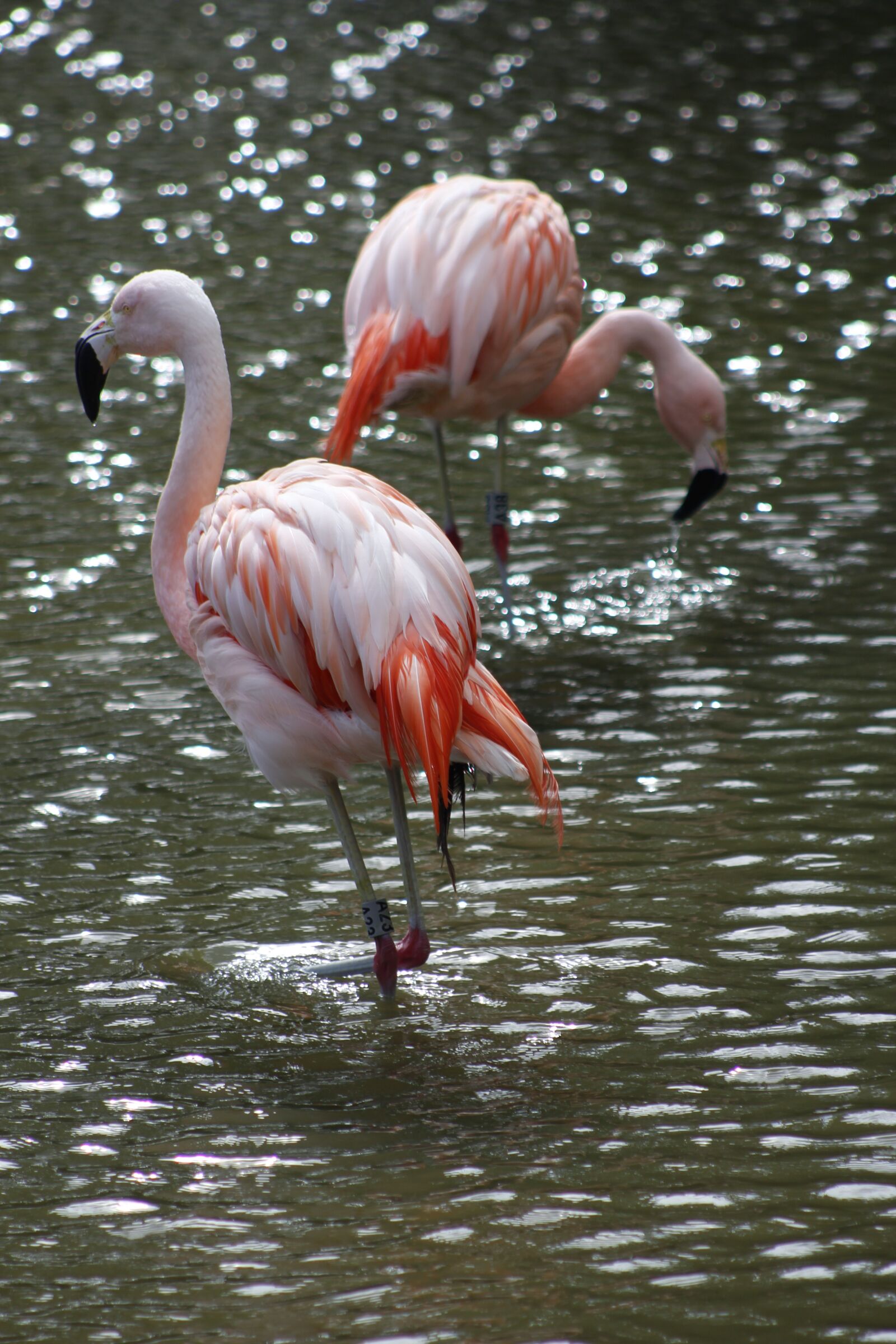 Canon EF 75-300mm f/4-5.6 USM sample photo. Flamingo, pink, bird photography