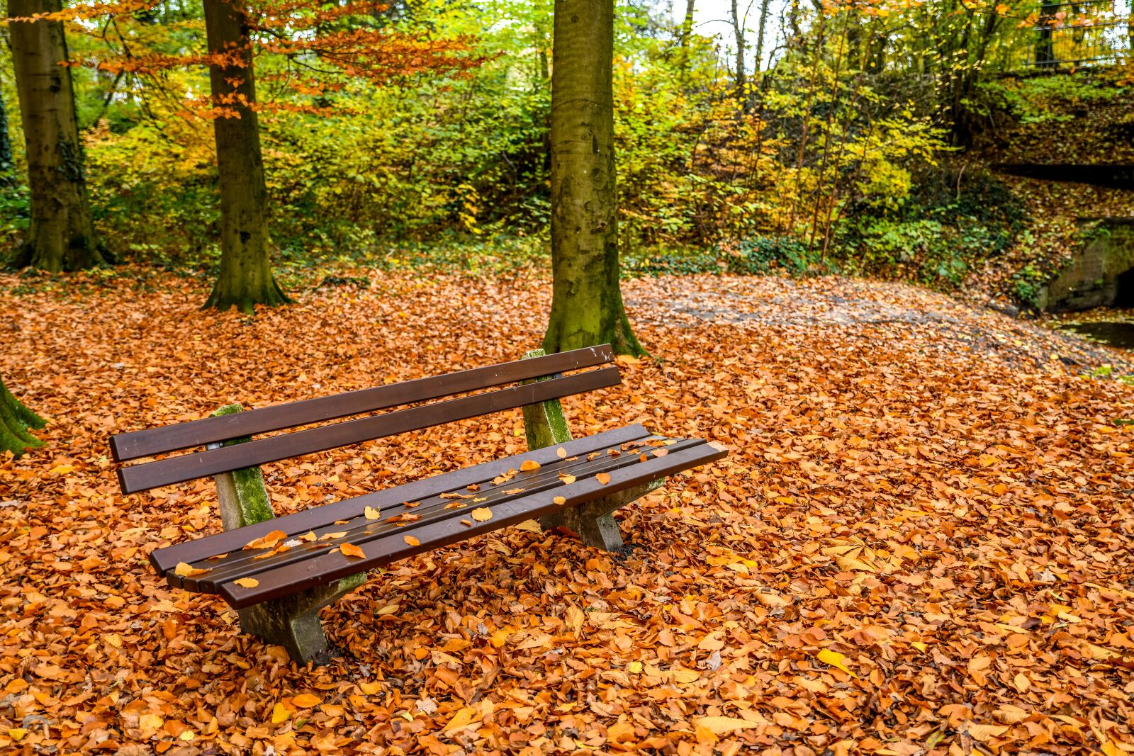 Nikon D850 sample photo. Bank, park bench, autumn photography