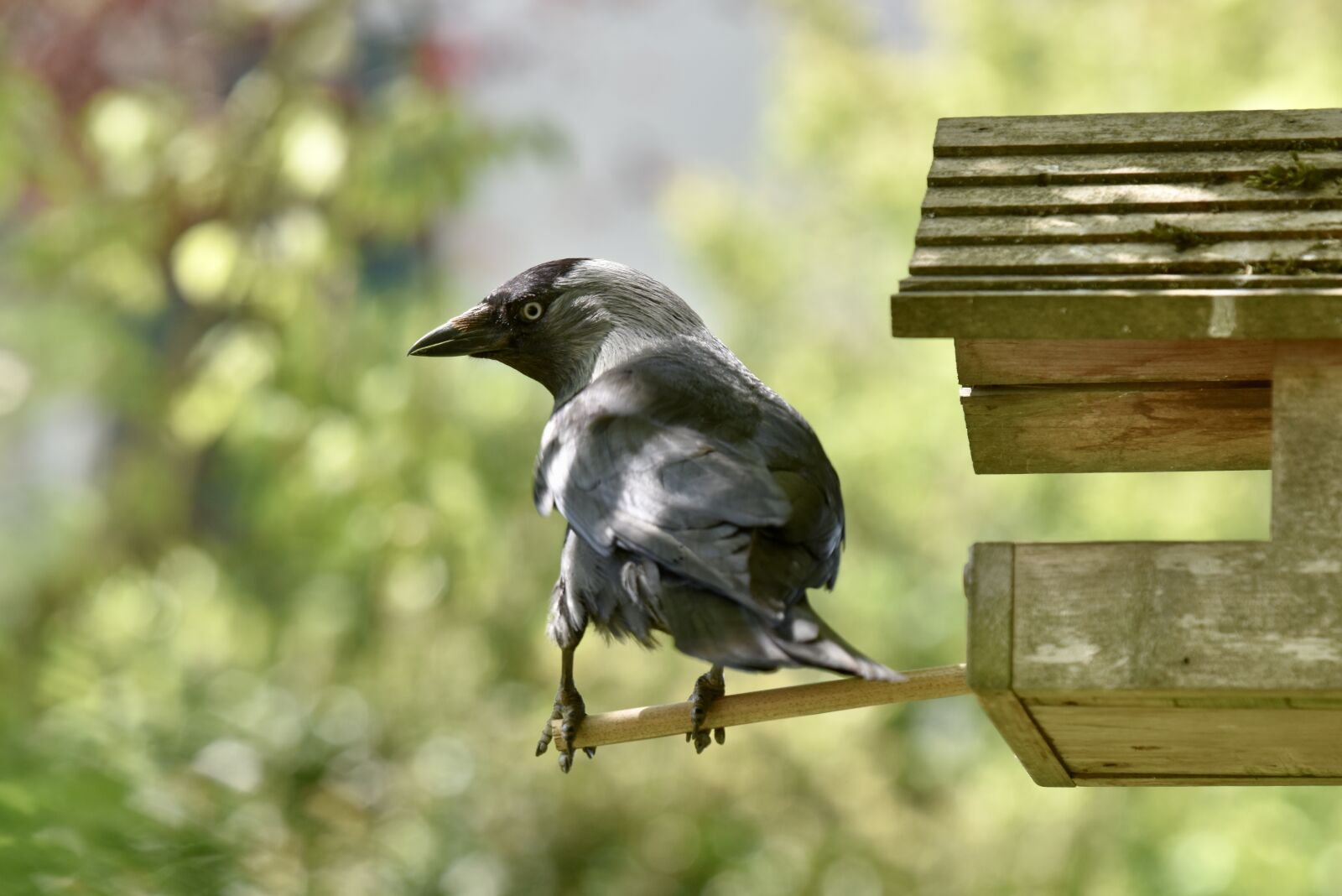 Nikon D810 sample photo. Chucas towers, bird, black photography