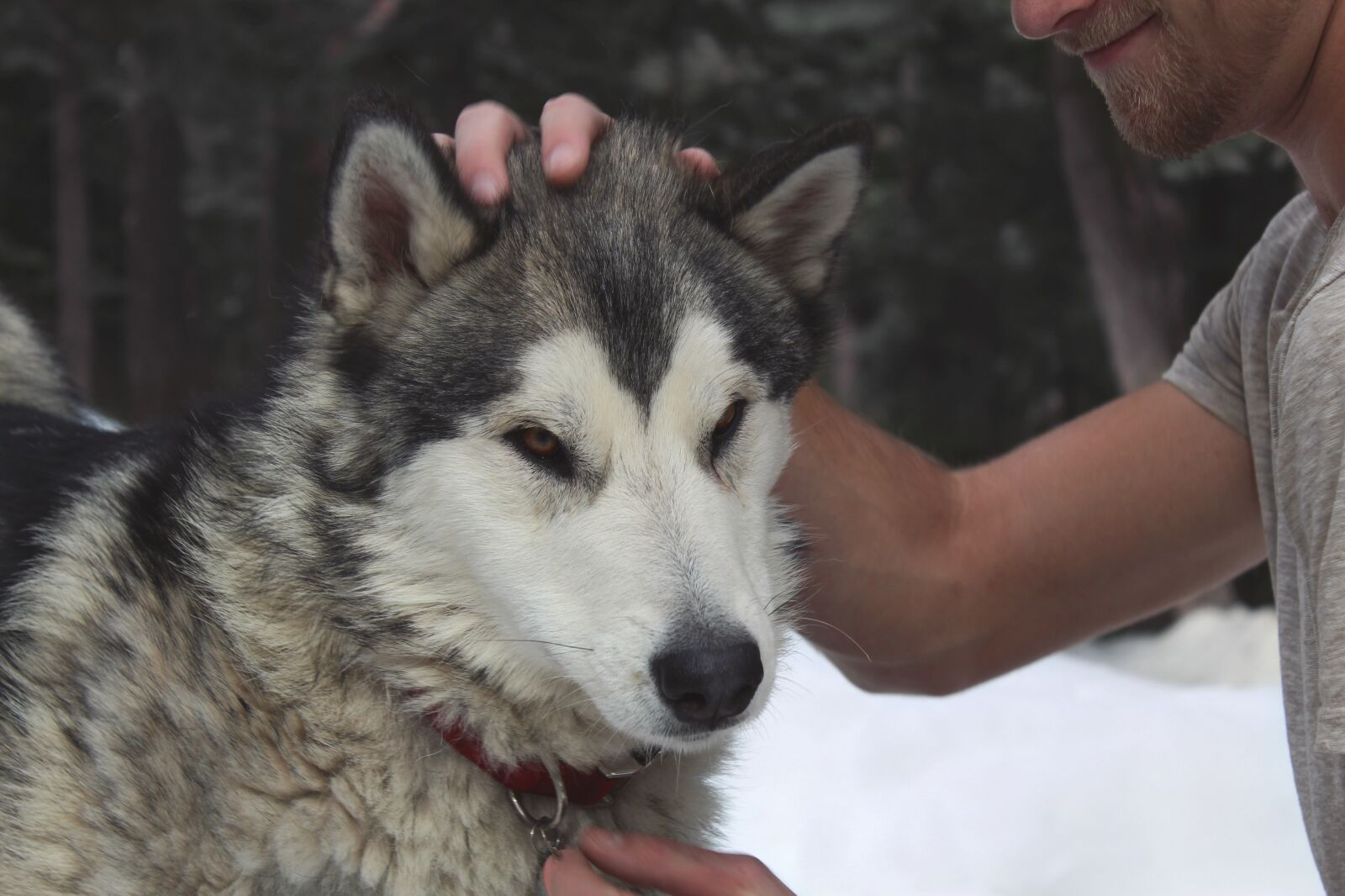 Canon EOS 1300D (EOS Rebel T6 / EOS Kiss X80) sample photo. Husky, dog, animal photography