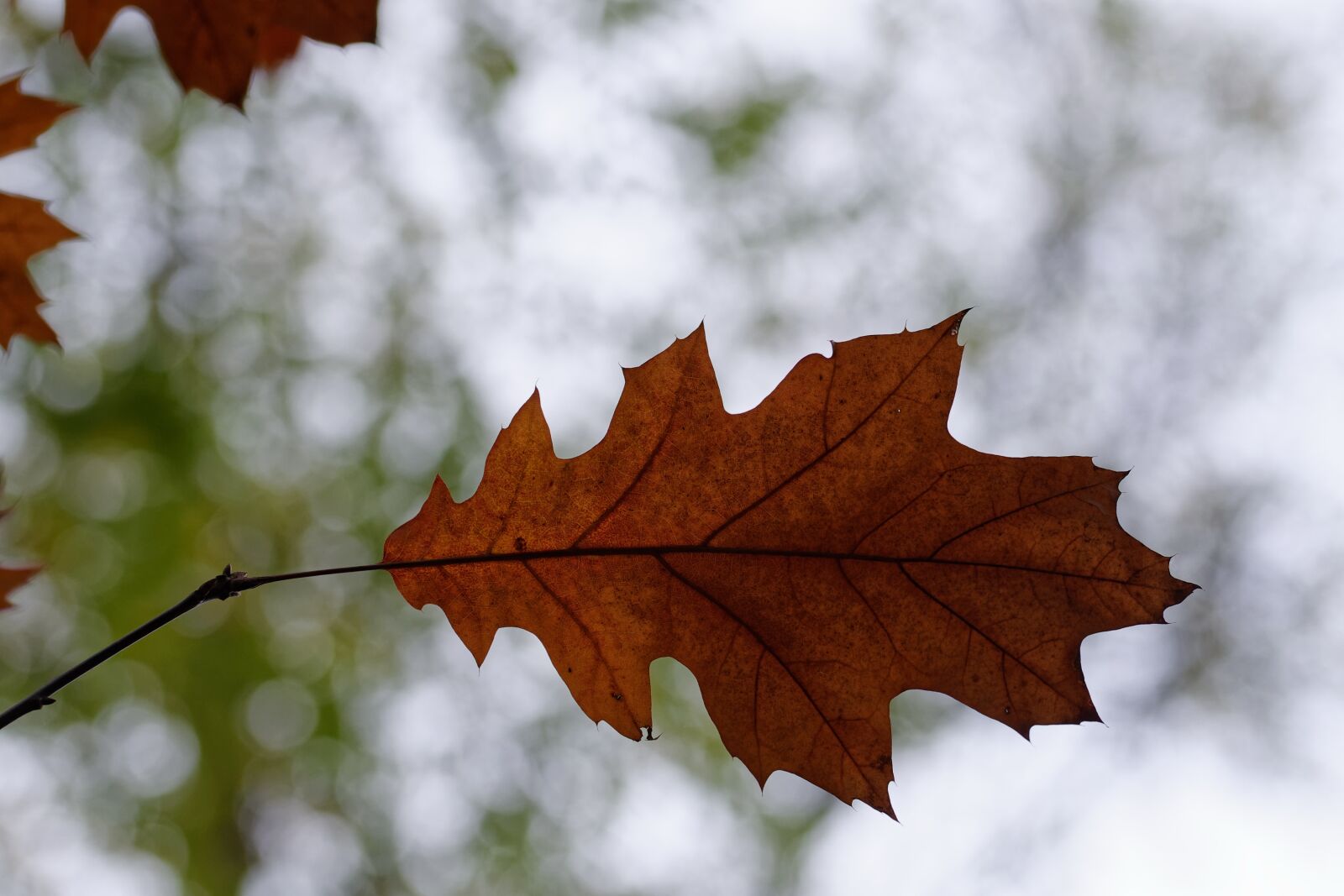 Nikon D5100 sample photo. Leaf, dry, brown photography