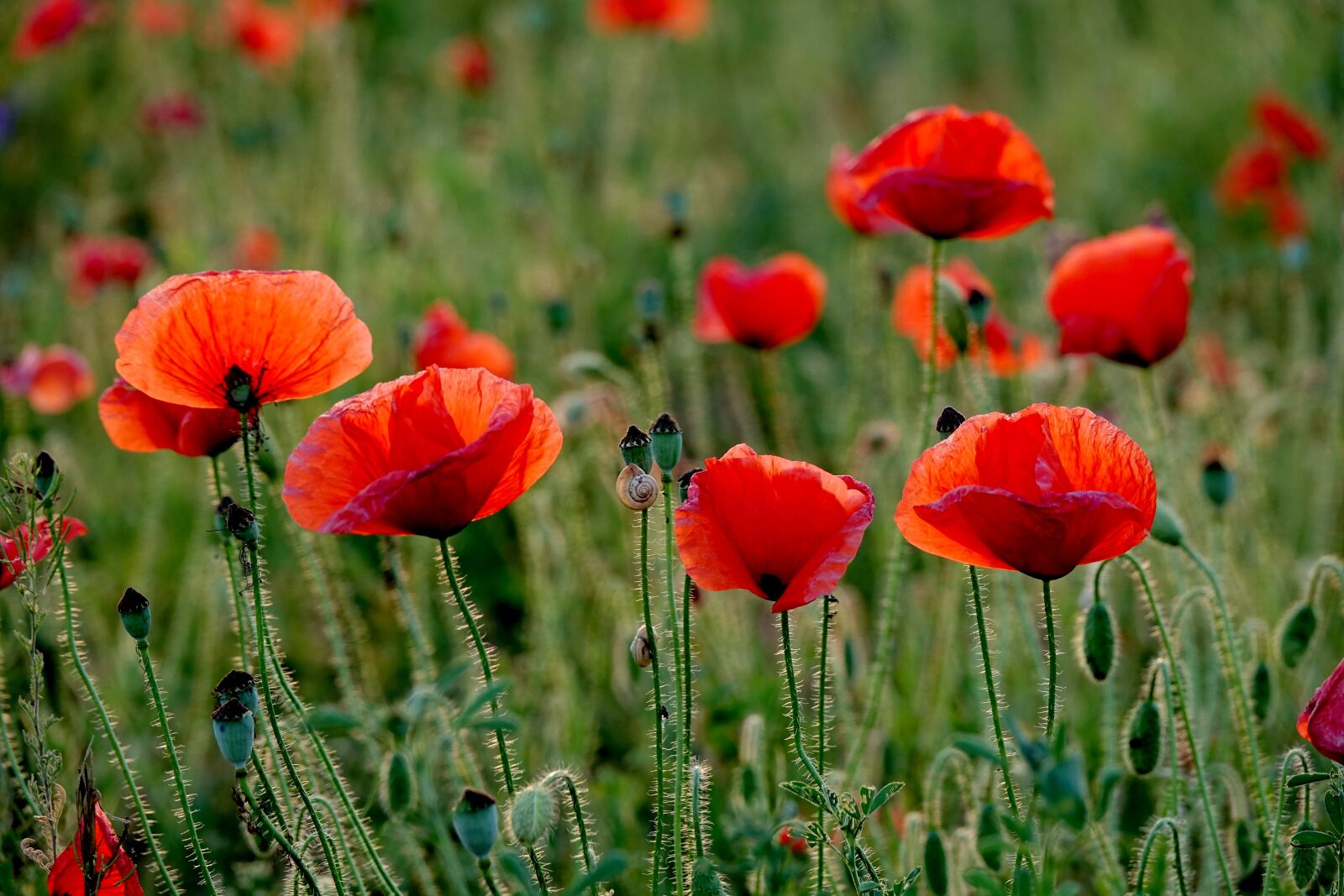 Sony Cyber-shot DSC-RX10 III sample photo. Poppy, summer, flower photography