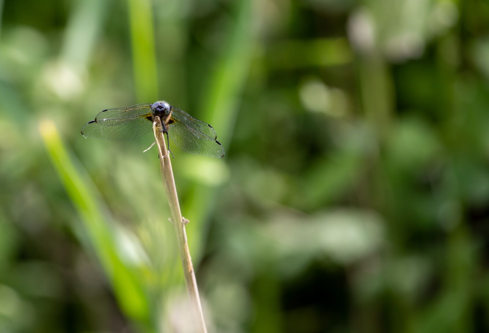 Canon EF 70-200mm F4L USM sample photo. Dragonfly, lake, nature photography