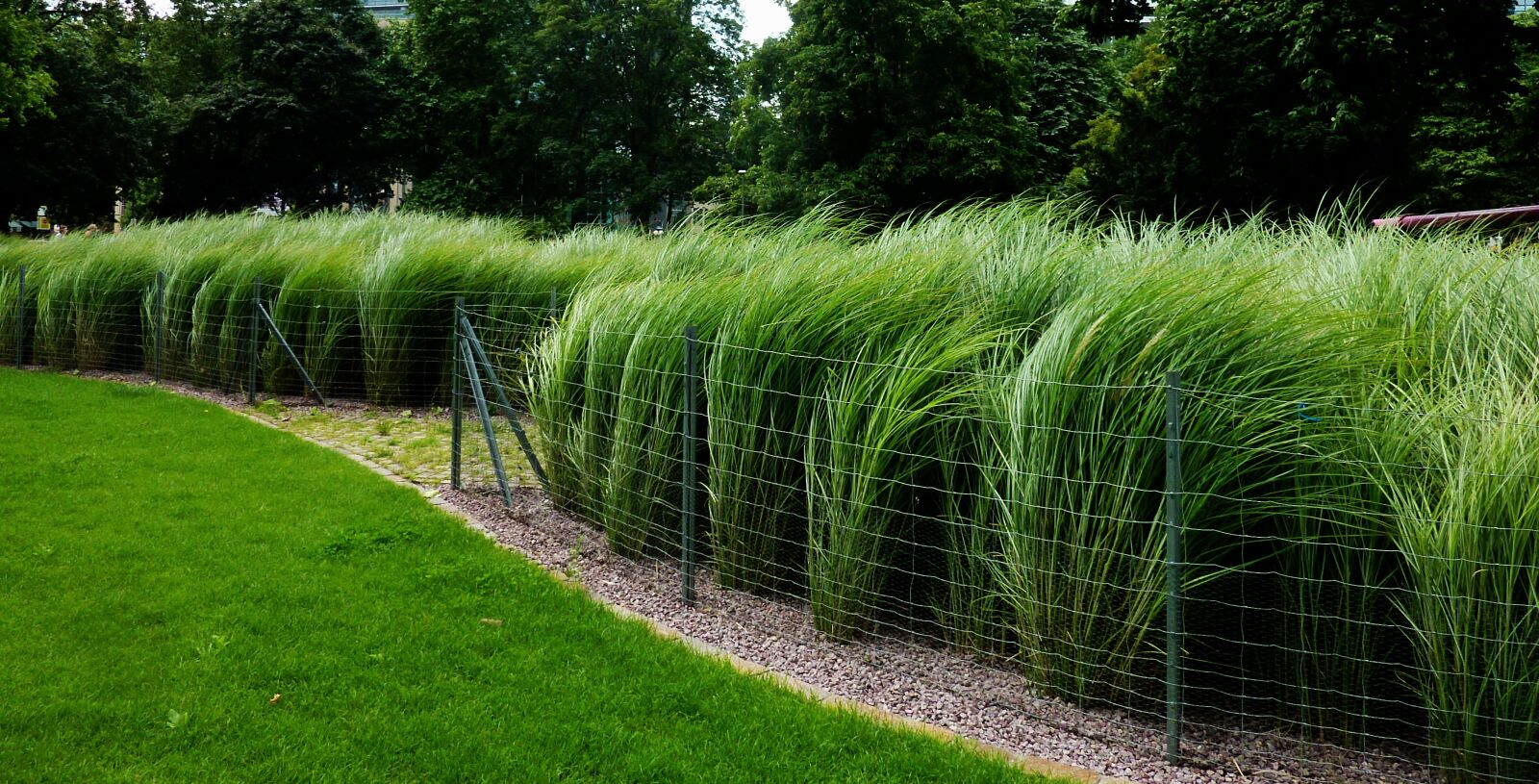 Panasonic DMC-TZ7 sample photo. Rush, grass, green photography