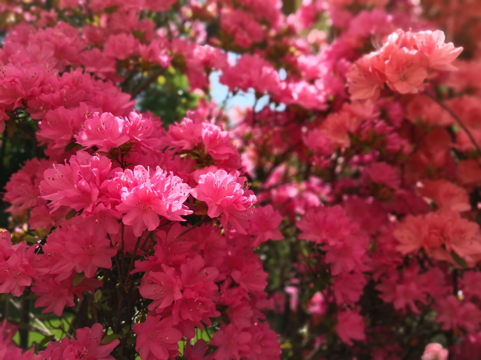 HUAWEI Mate 10 Pro sample photo. Flower, nature, plant photography