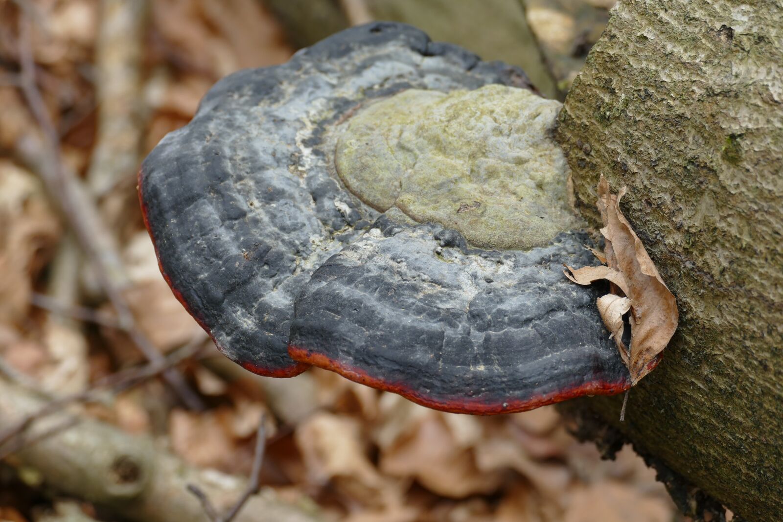 Panasonic Lumix DMC-FZ1000 sample photo. Agaric, mushroom, nature photography