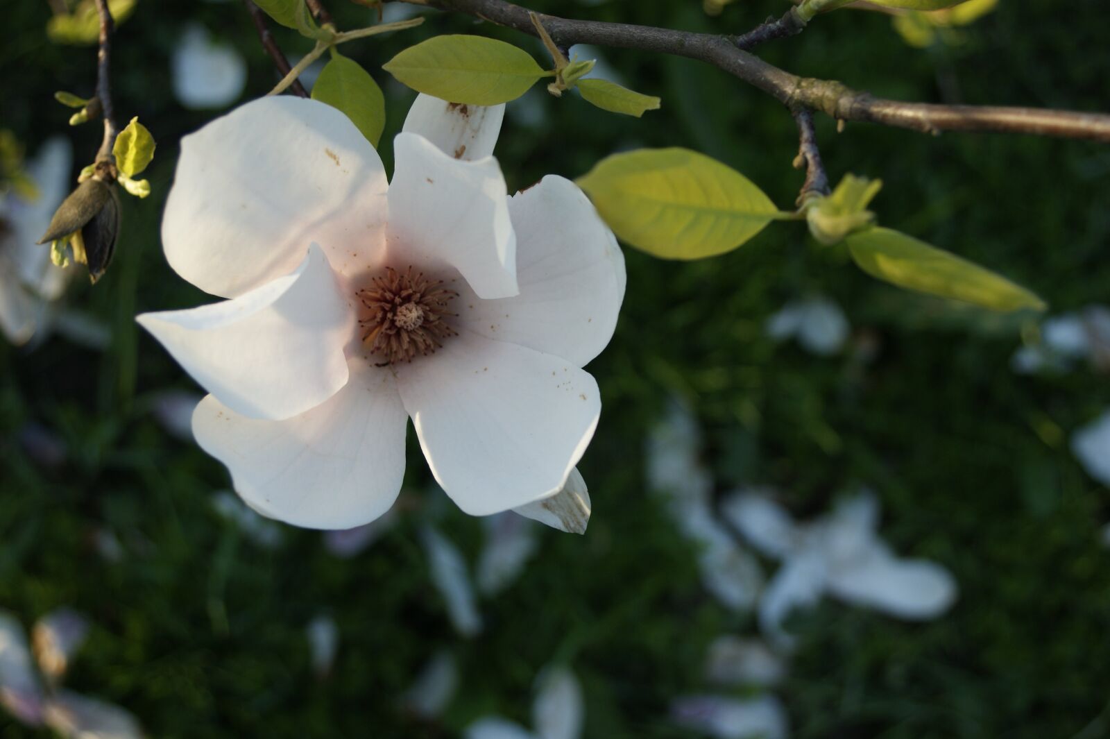 Sony Alpha DSLR-A290 sample photo. Magnolia, flower, spring photography
