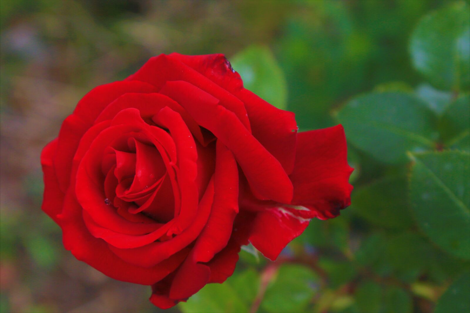 Canon EF 24-105mm F4L IS USM sample photo. Rose, red, spring photography