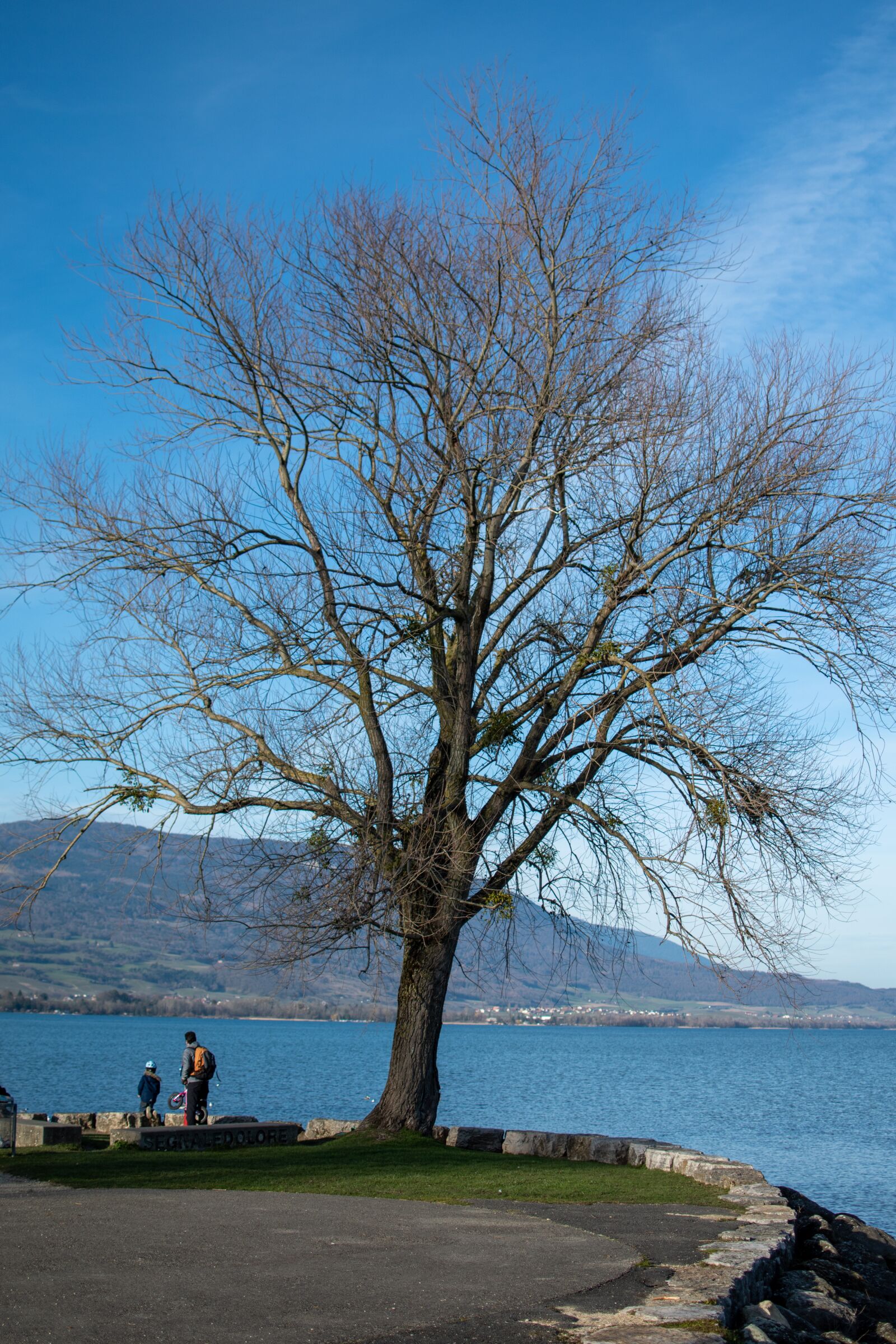 Nikon D5500 sample photo. Tree, lake, blue photography
