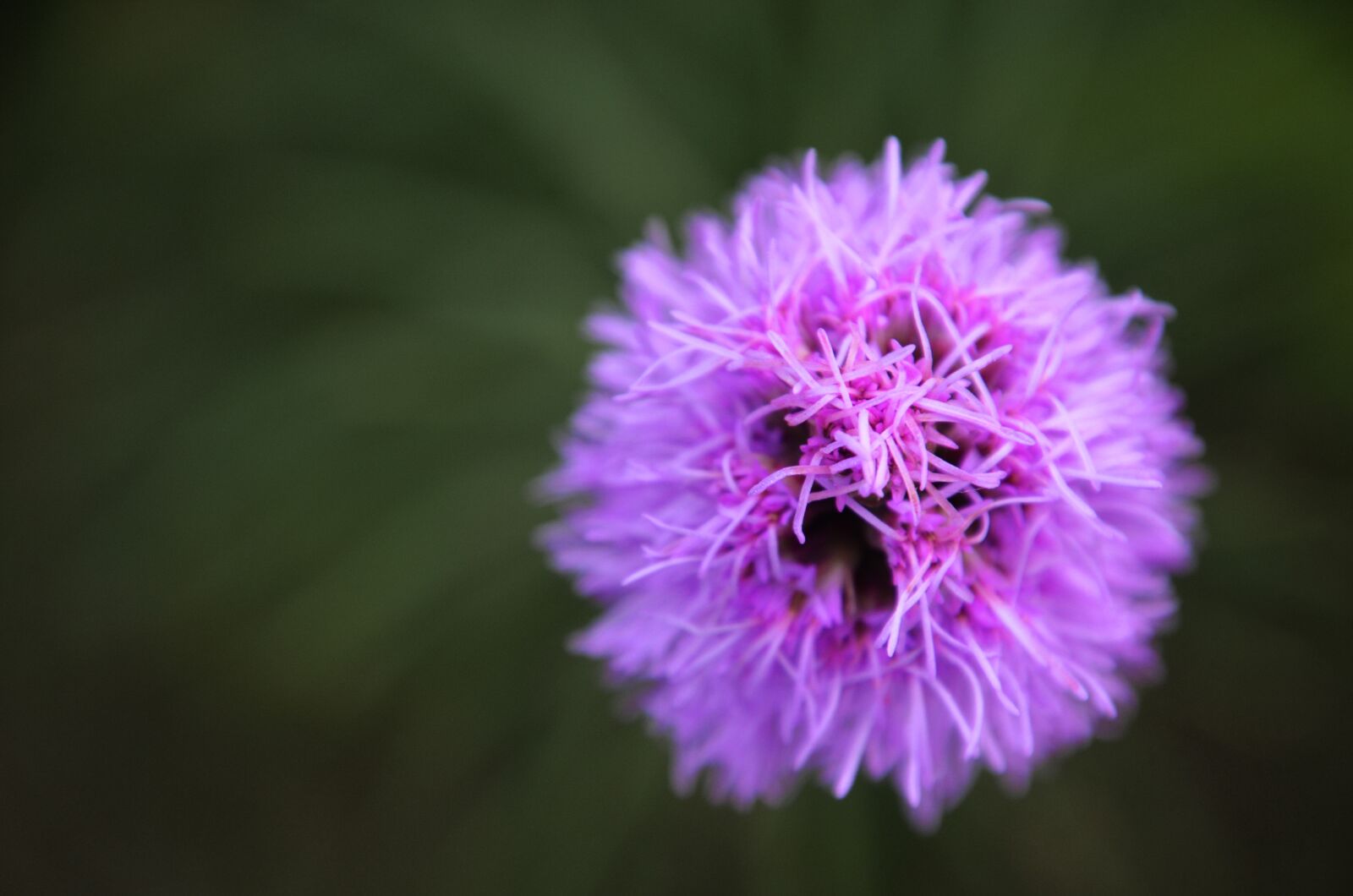 Nikon D7000 sample photo. Purple, abstract, díszcsorba photography