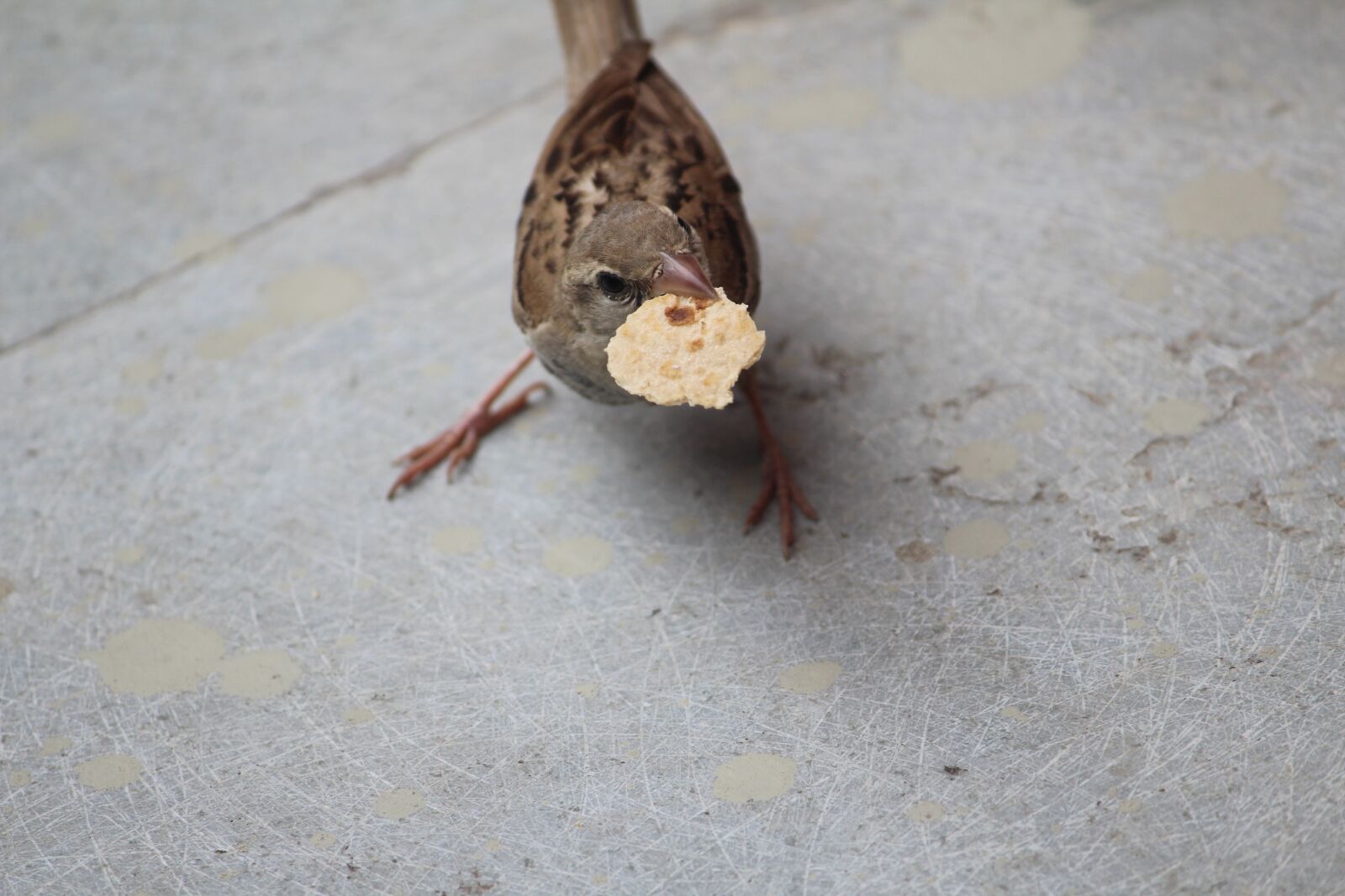 Canon EOS 1200D (EOS Rebel T5 / EOS Kiss X70 / EOS Hi) sample photo. Sparrow, chapati, slice photography