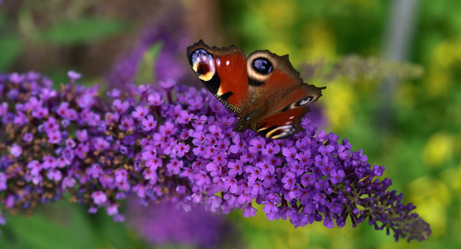 Nikon D750 sample photo. Peacock, butterfly, close up photography