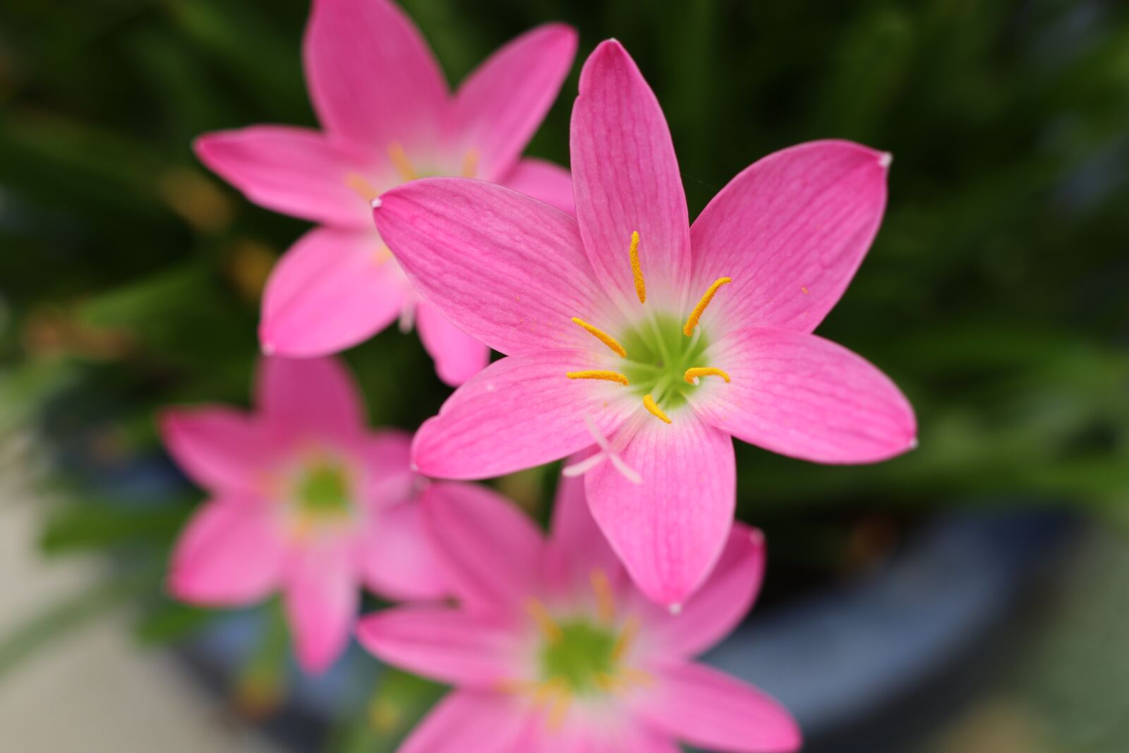 Canon EOS M6 sample photo. Four pink flowers, cute photography
